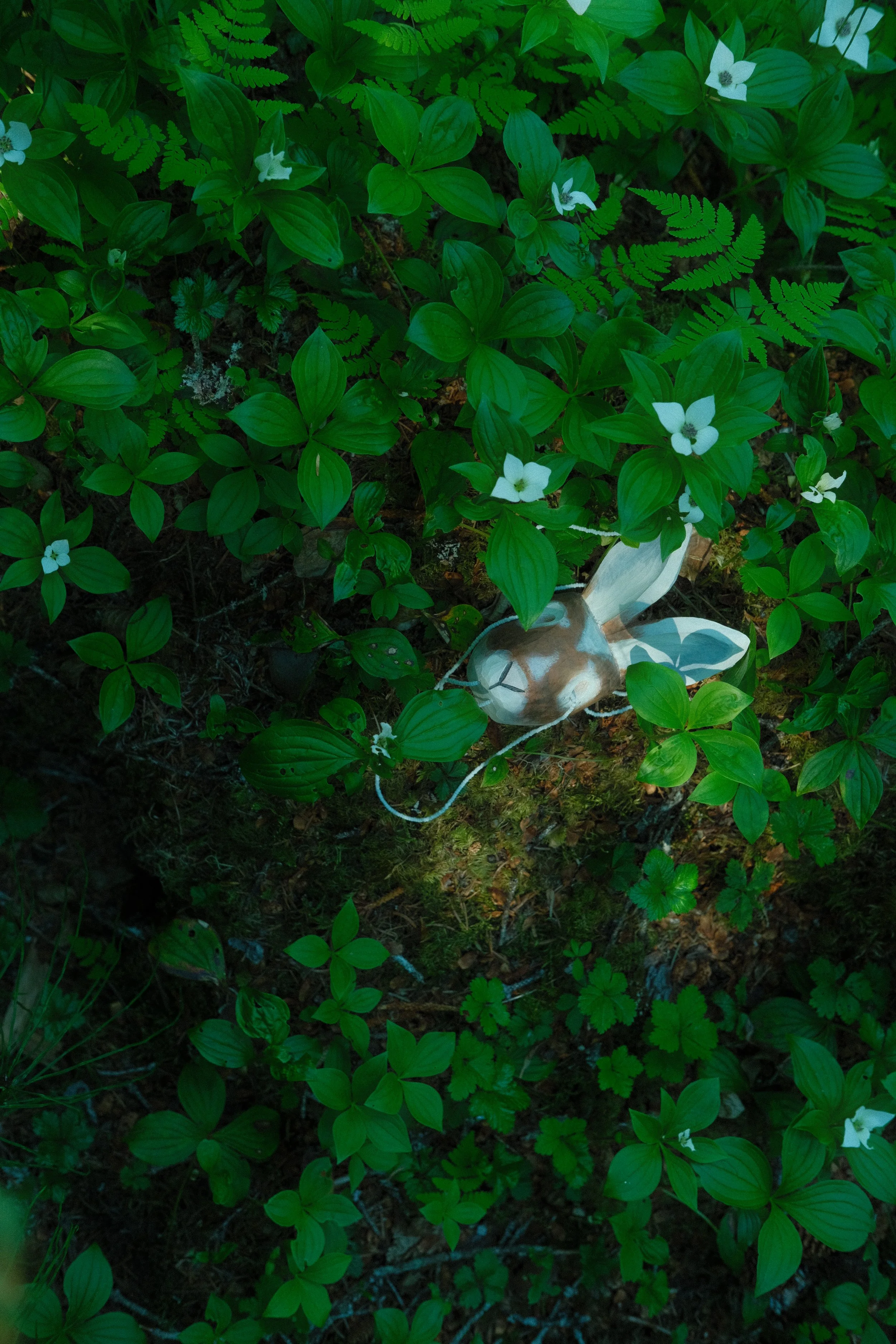 Ukalliq in the woods