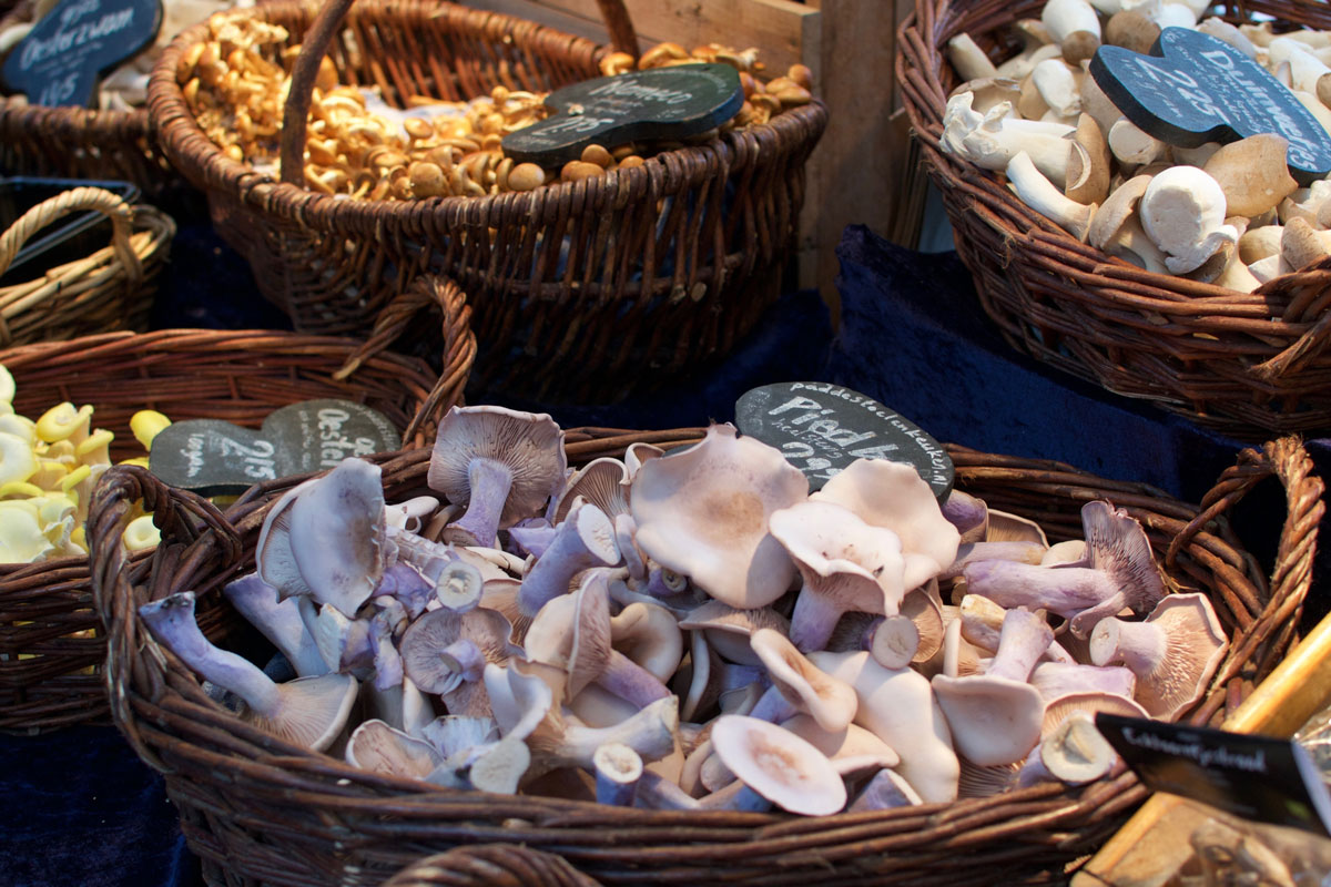 header-mushrooms.jpg