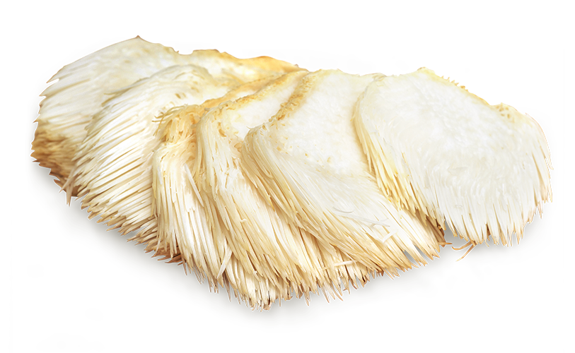 lions-mane-mushroom-01.png