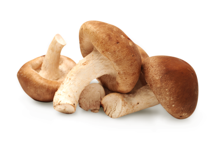shiitake-mushroom-01.png