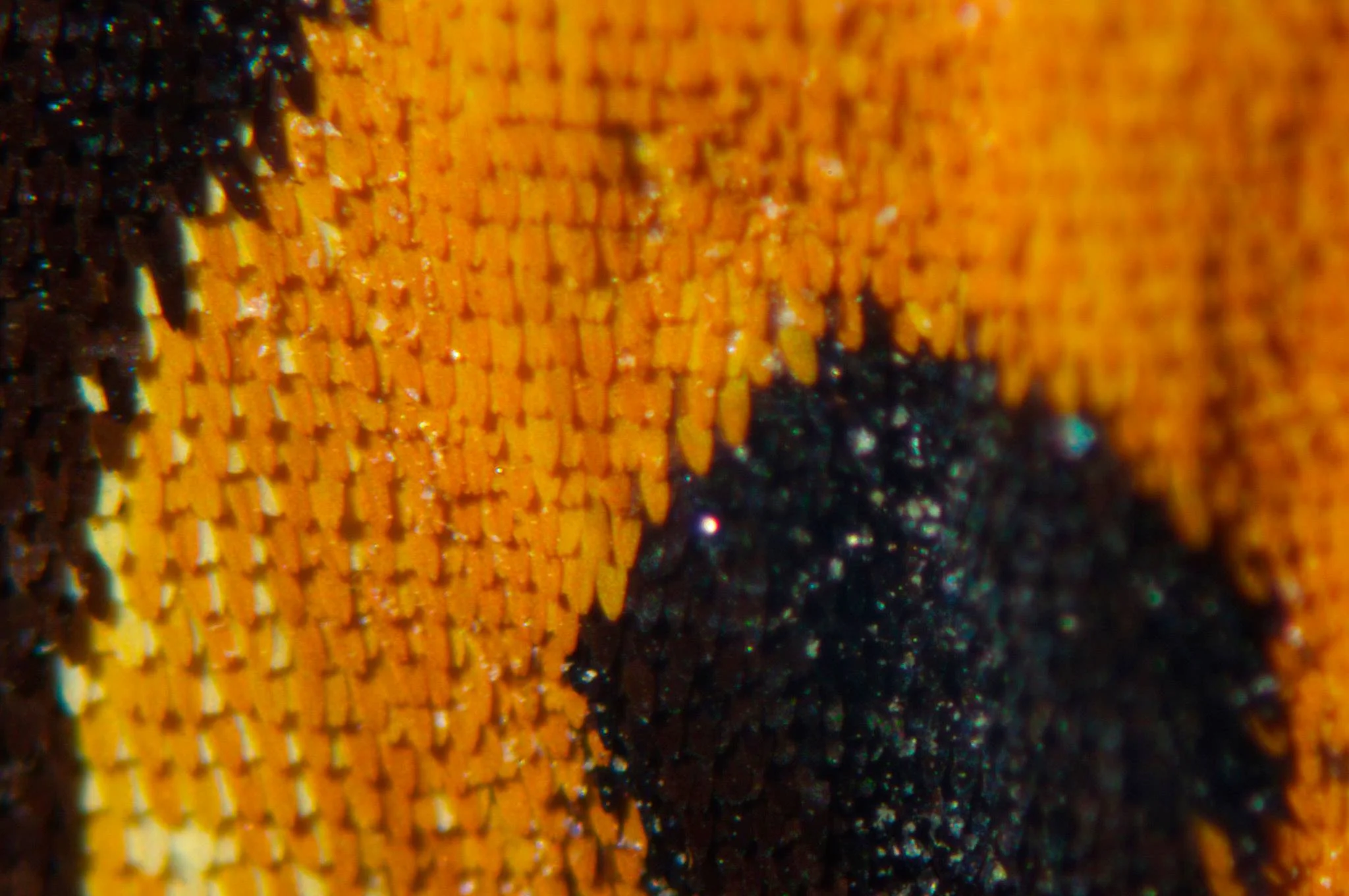 Butterfly Wing Bar Harbor, USA