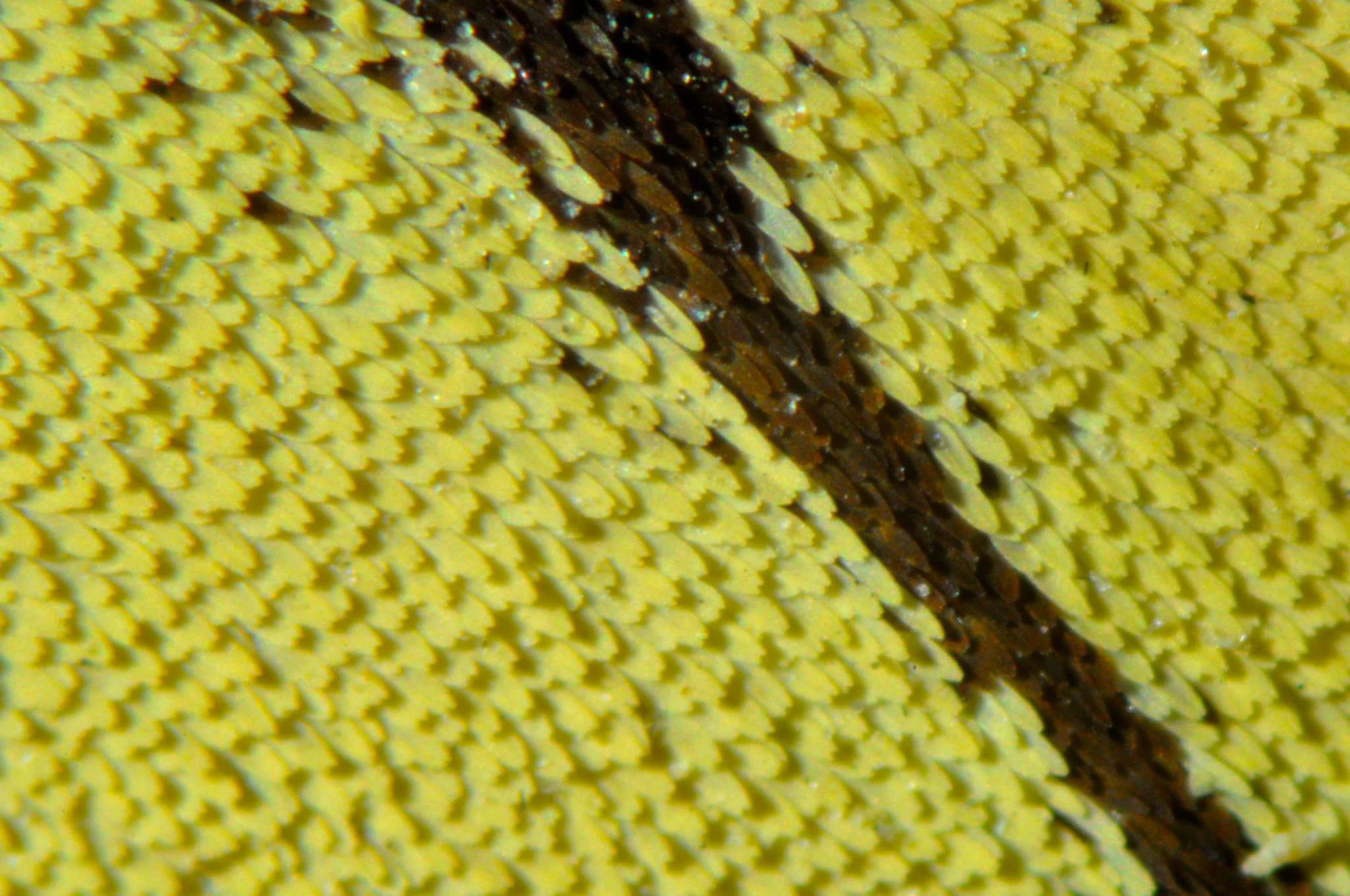 Butterfly Wing Bar Harbor, USA