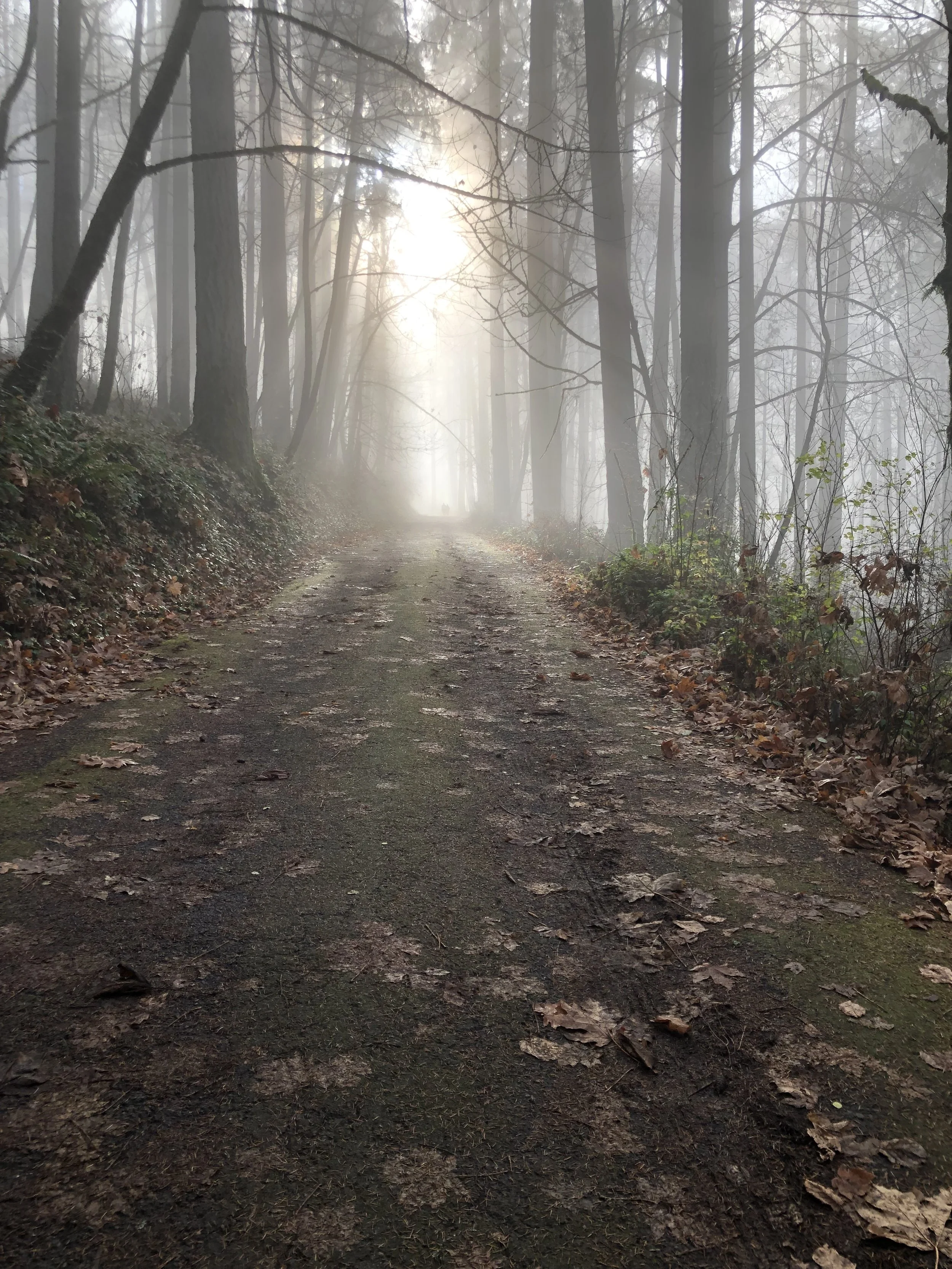path1.jpeg