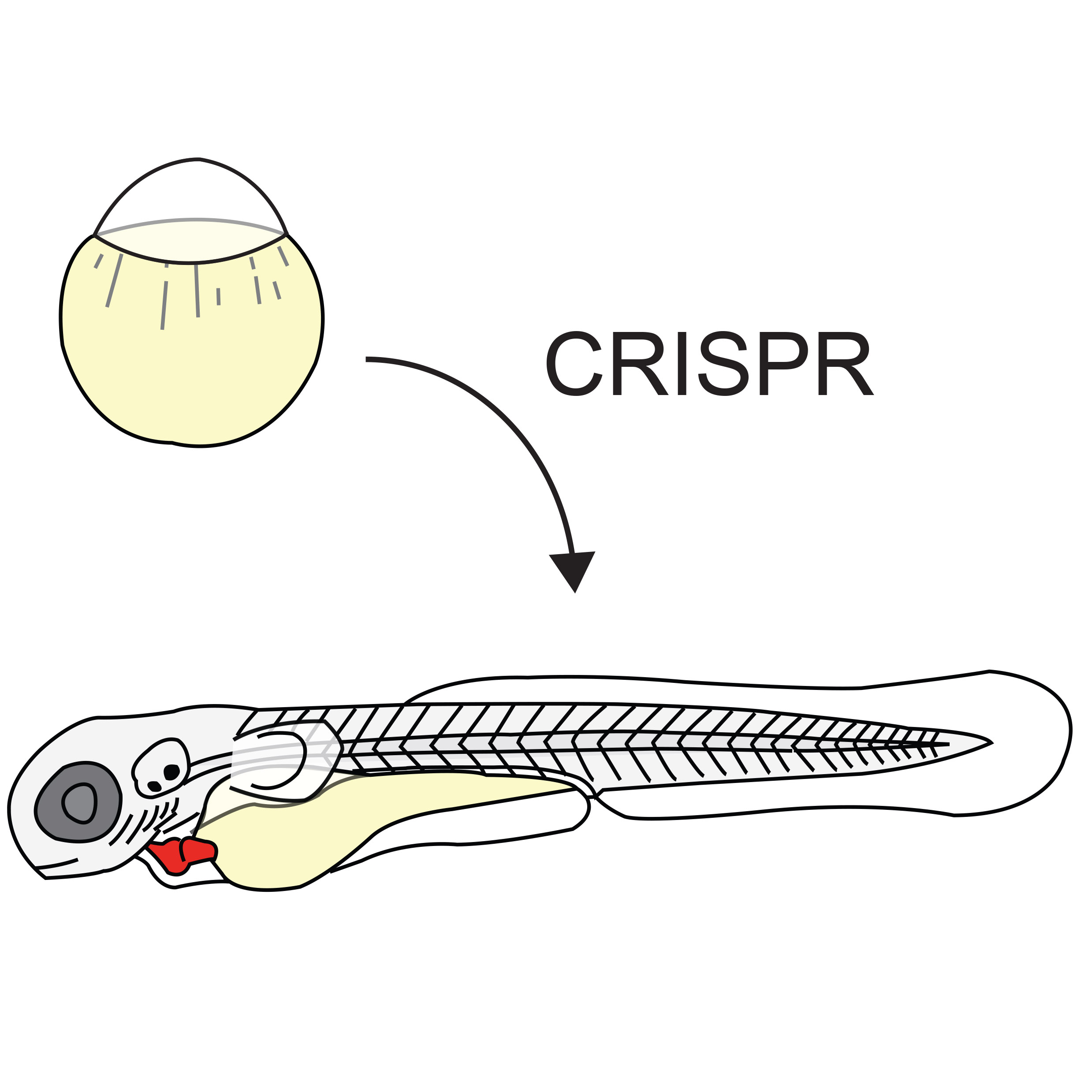 CRISPR.jpg