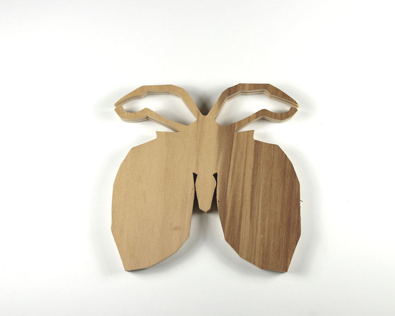 #13 January 13- Moth