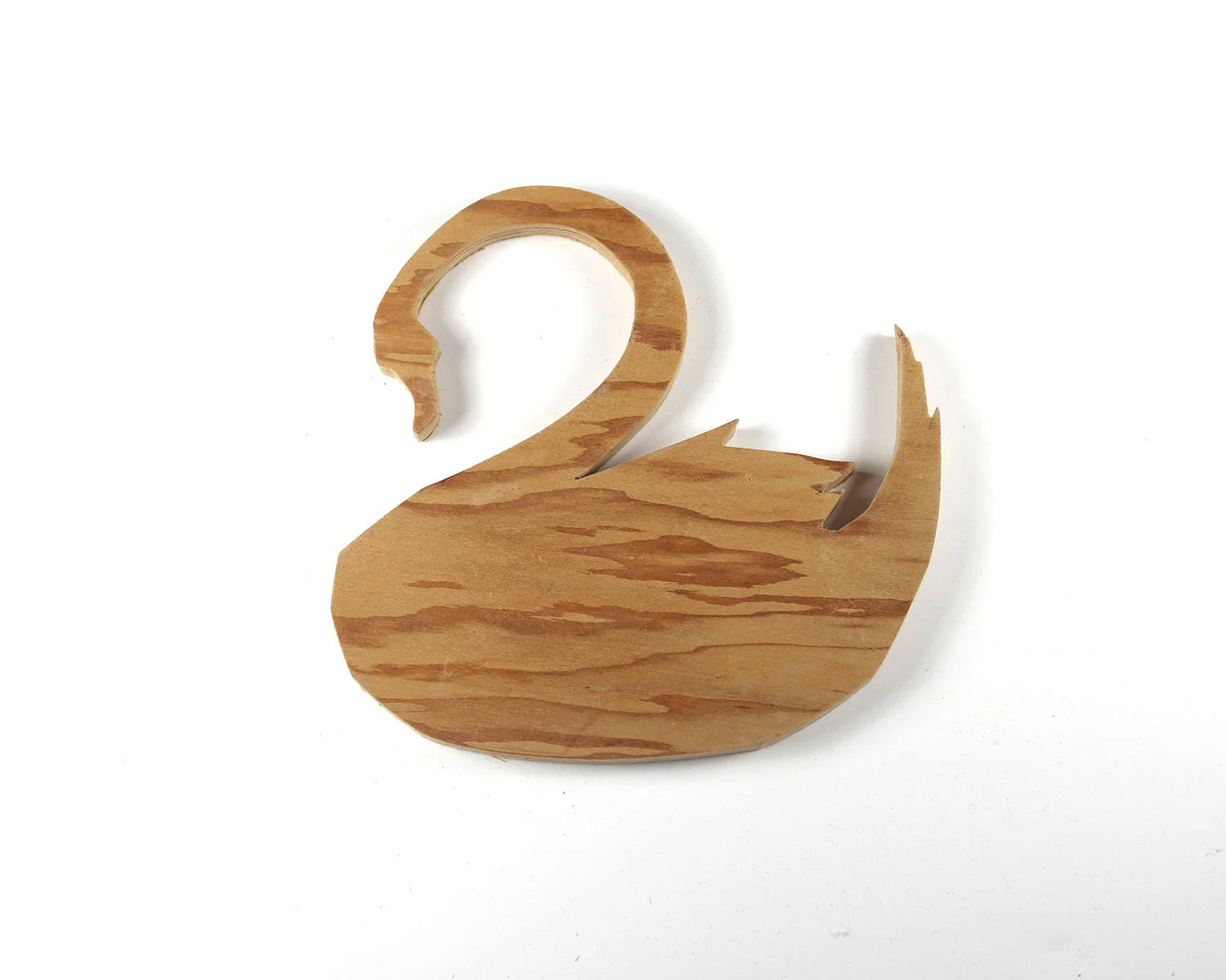 19 January 19 Swan.JPG