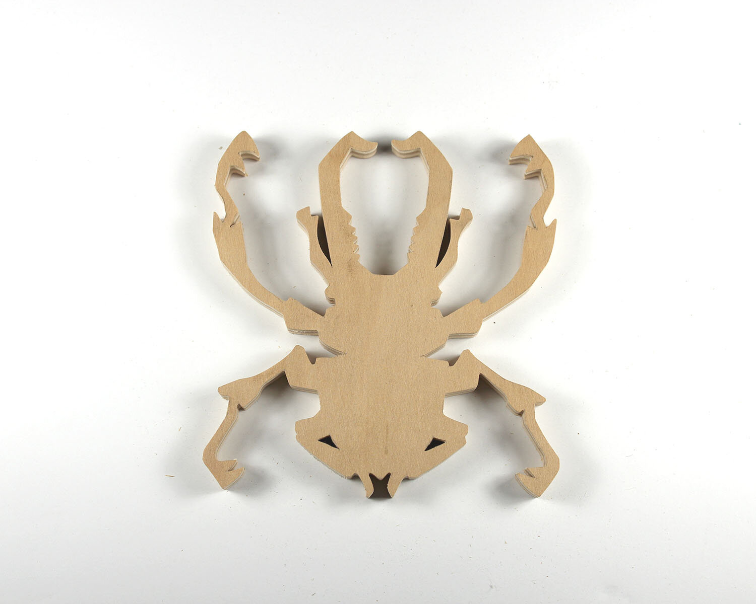 #41 February 10- Beetle