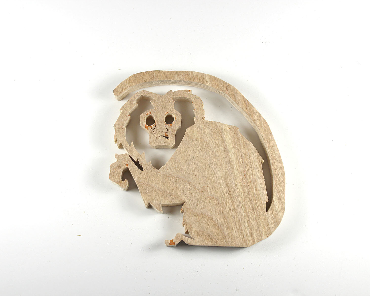 #335 November 30- Lion Tamarin