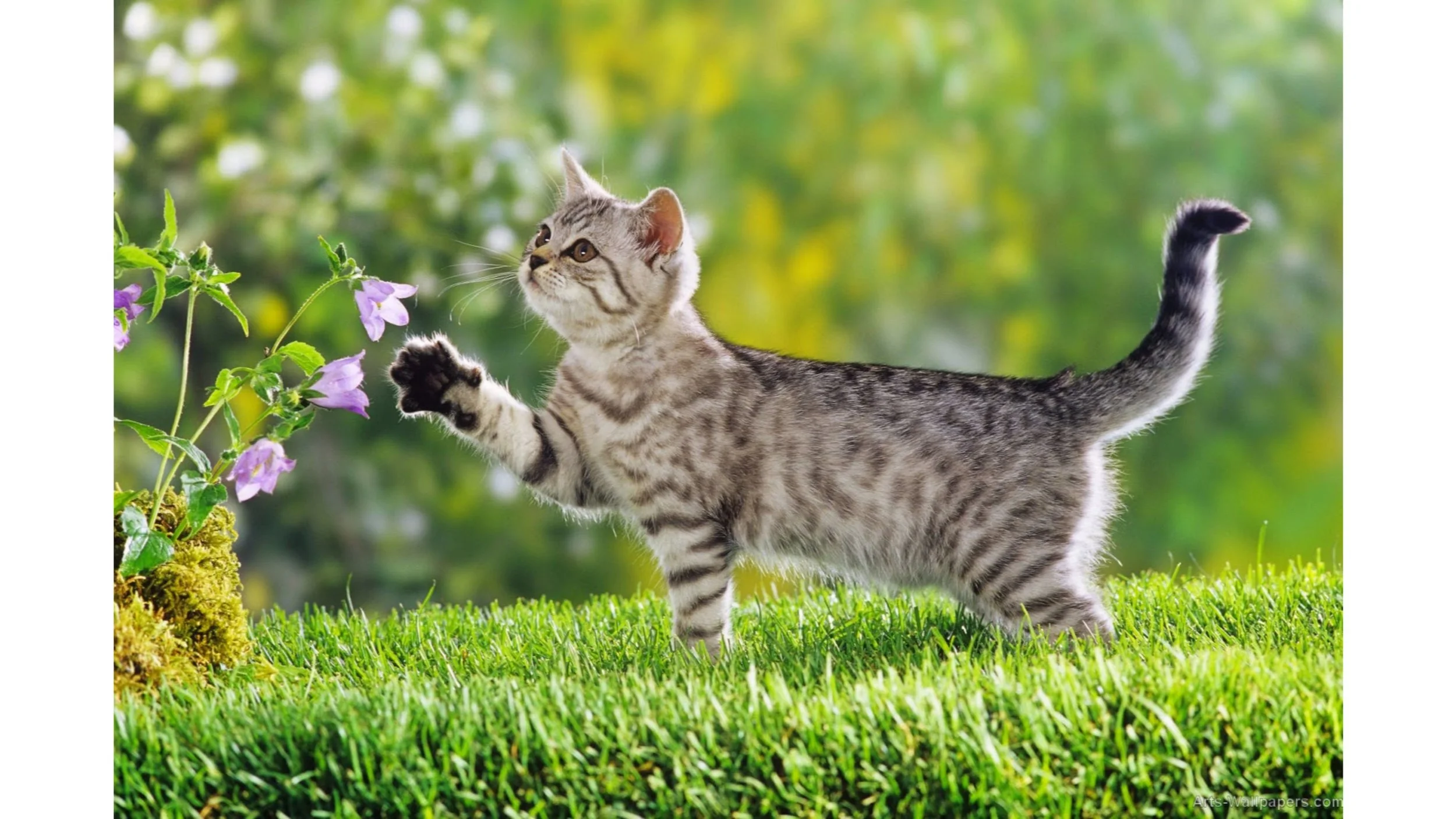 Cute-Cat-4K-Nature-Wallpaper.jpeg