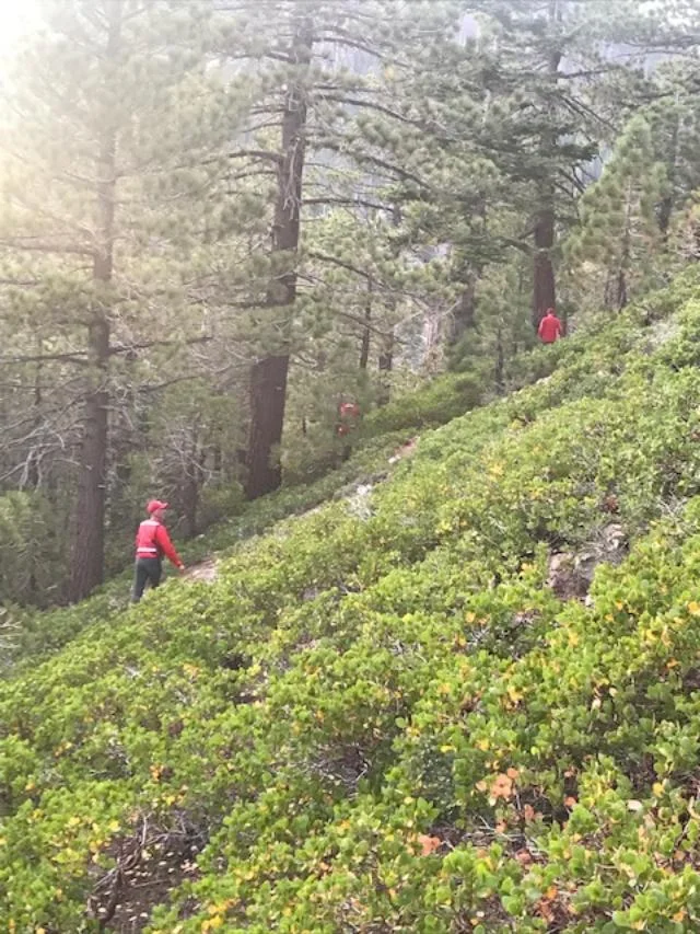 Evidence Search in the brush. Image by J. Bush