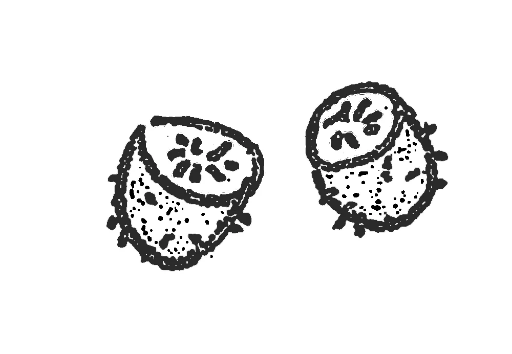 kiwi.jpg