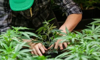 california-weed-farmers-challenging-state-grow-regulations-hero-400x240-1.jpg