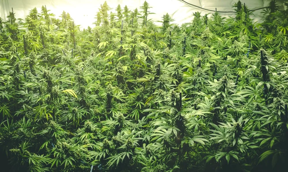 oregon-handling-cannabis-surplus-hero.jpg