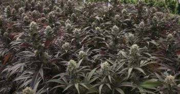 Pennsylvania_Medical_Marijuana_Dispensaries-351x185.jpg