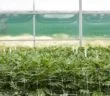 Jamaica_Kaya_Farms-110x96.jpg