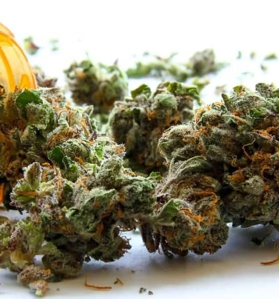 medical-marijuana-homeopathy-hero-560x600.jpg