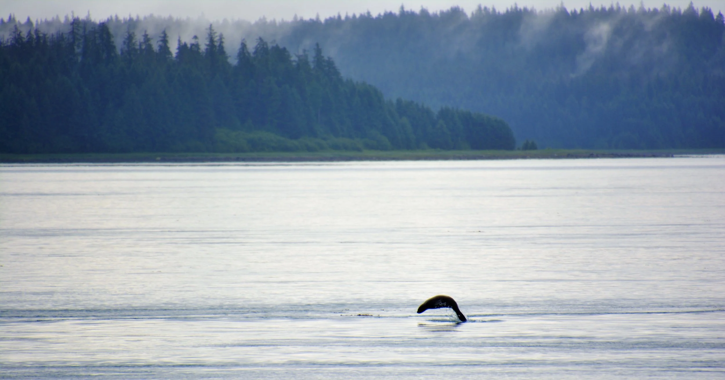  Harbor Seal - Glacier Bay 