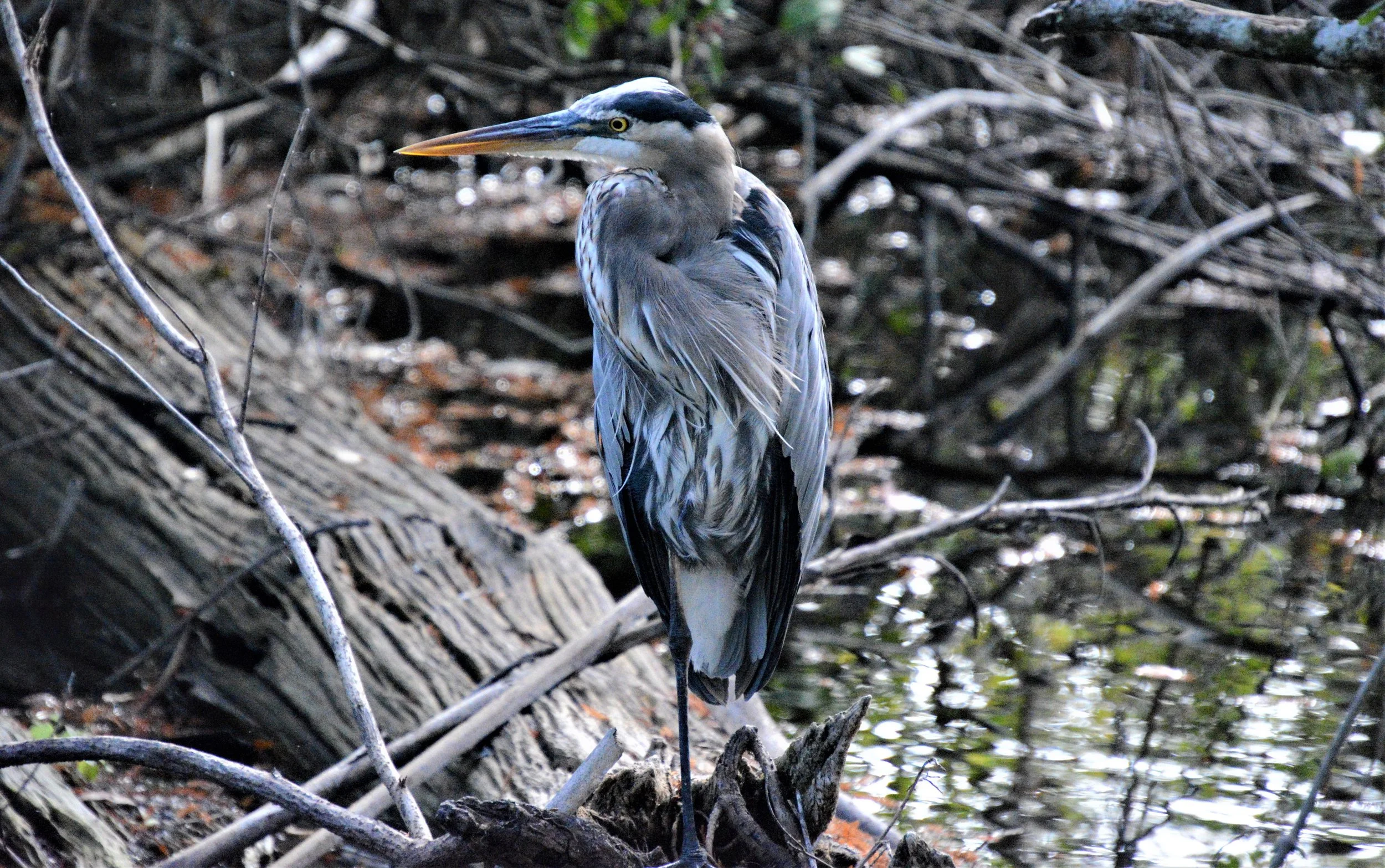  Great Blue Heron - Everglades 