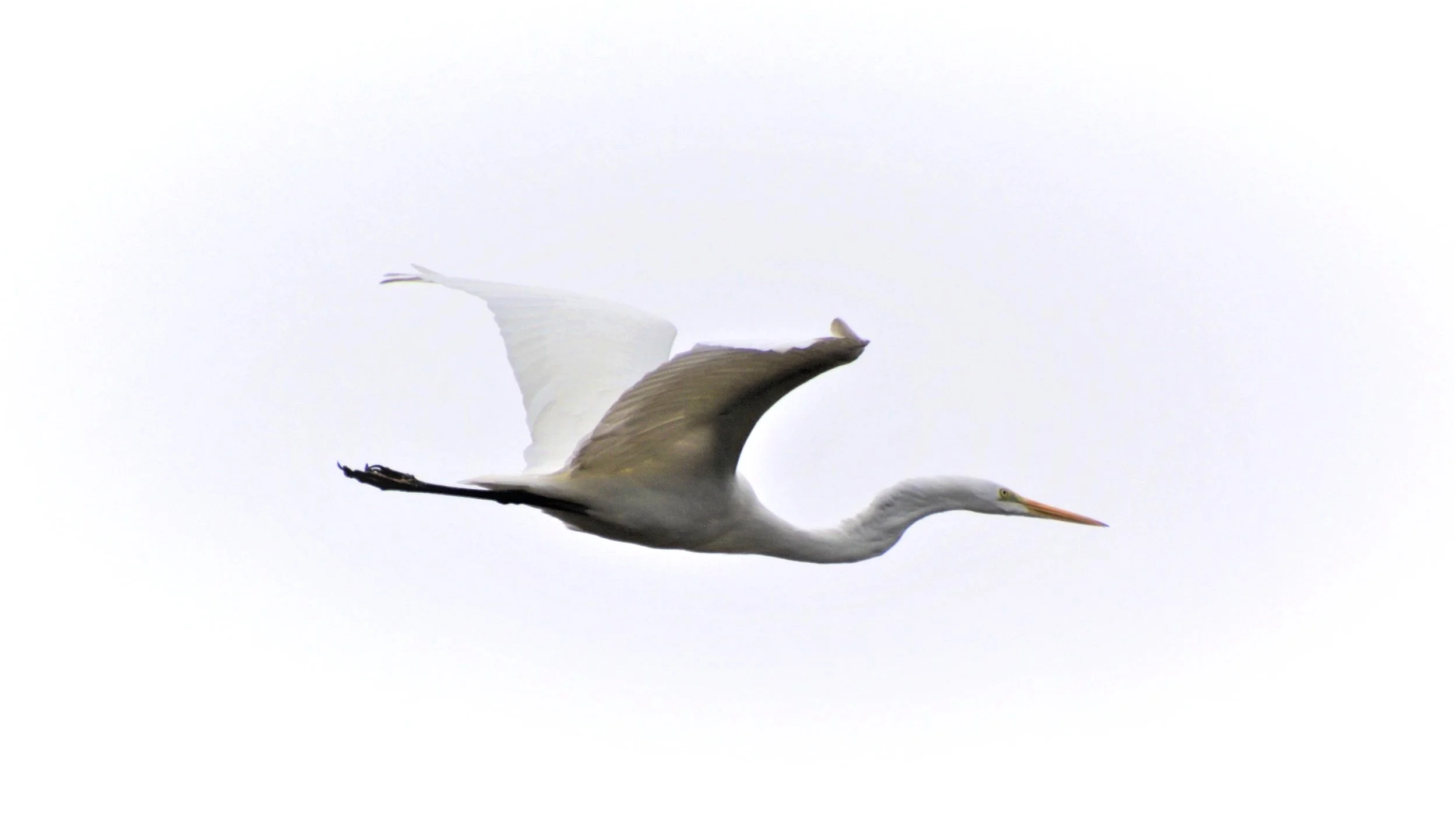  Great Egret - Everglades 