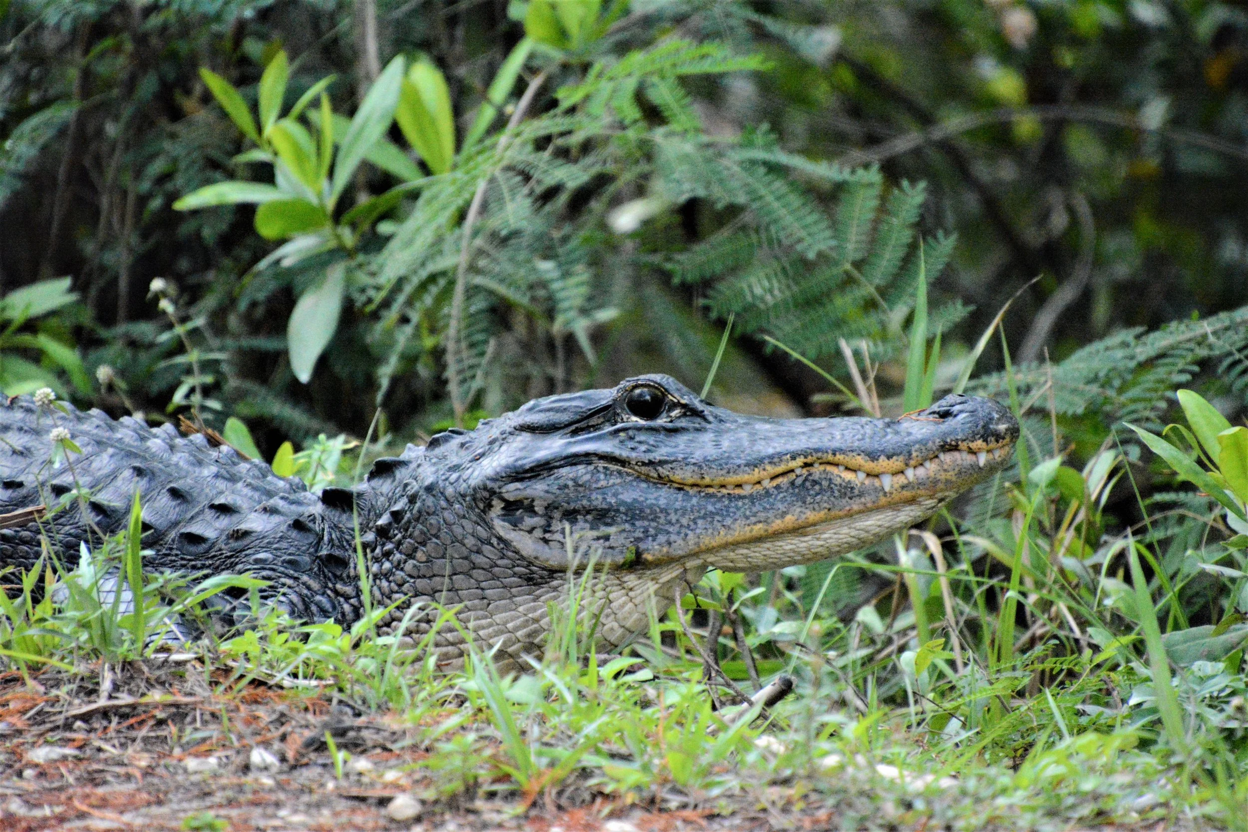  Alligator - Everglades 