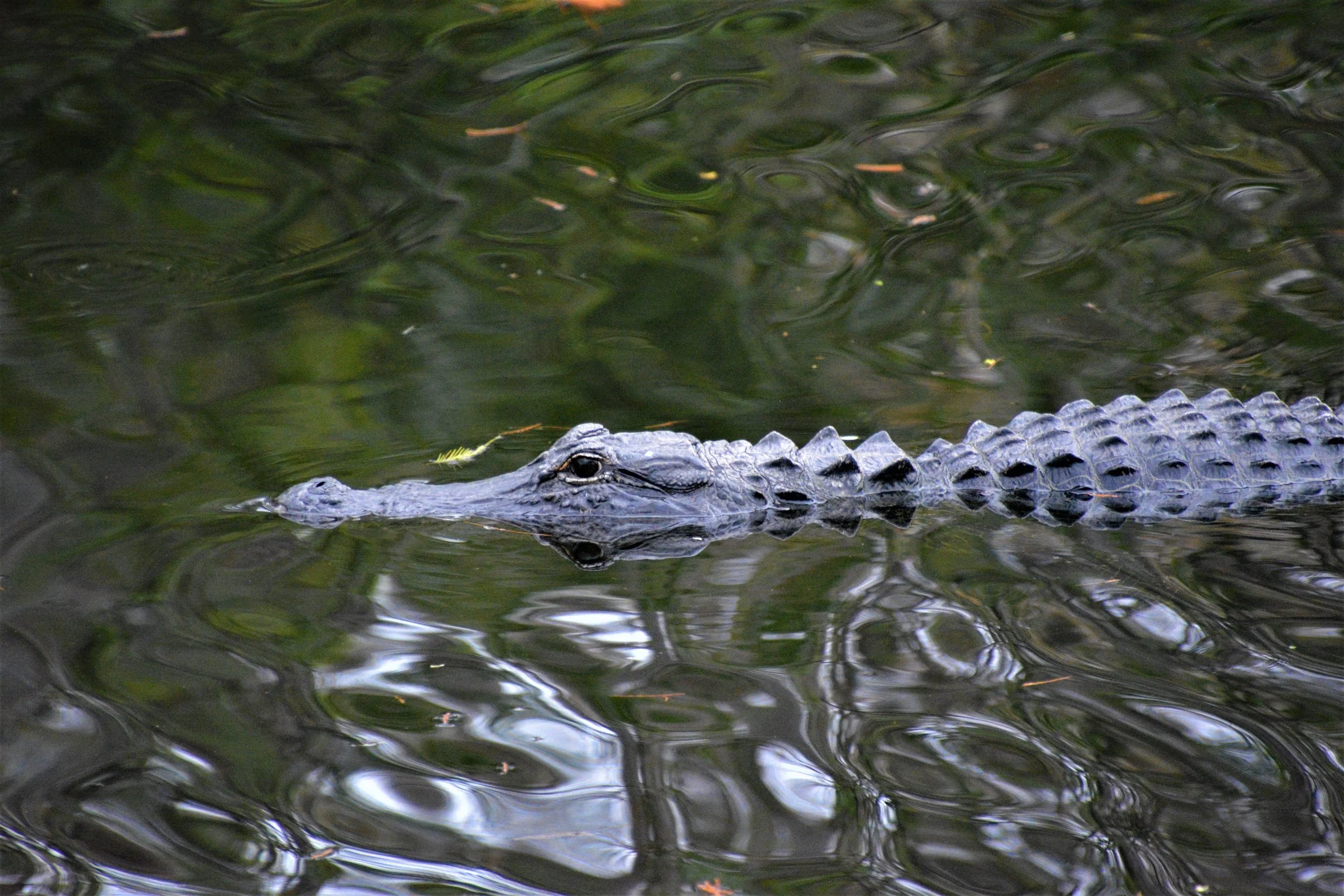  Alligator - Everglades 