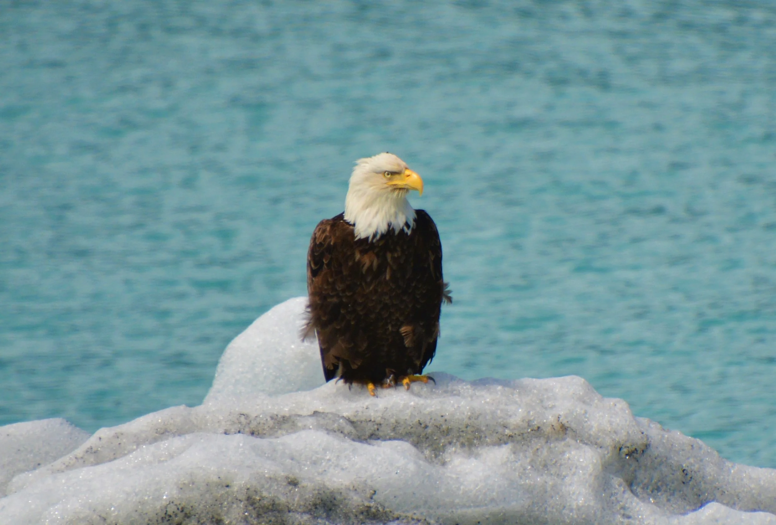  Eagle - Glacier Bay 