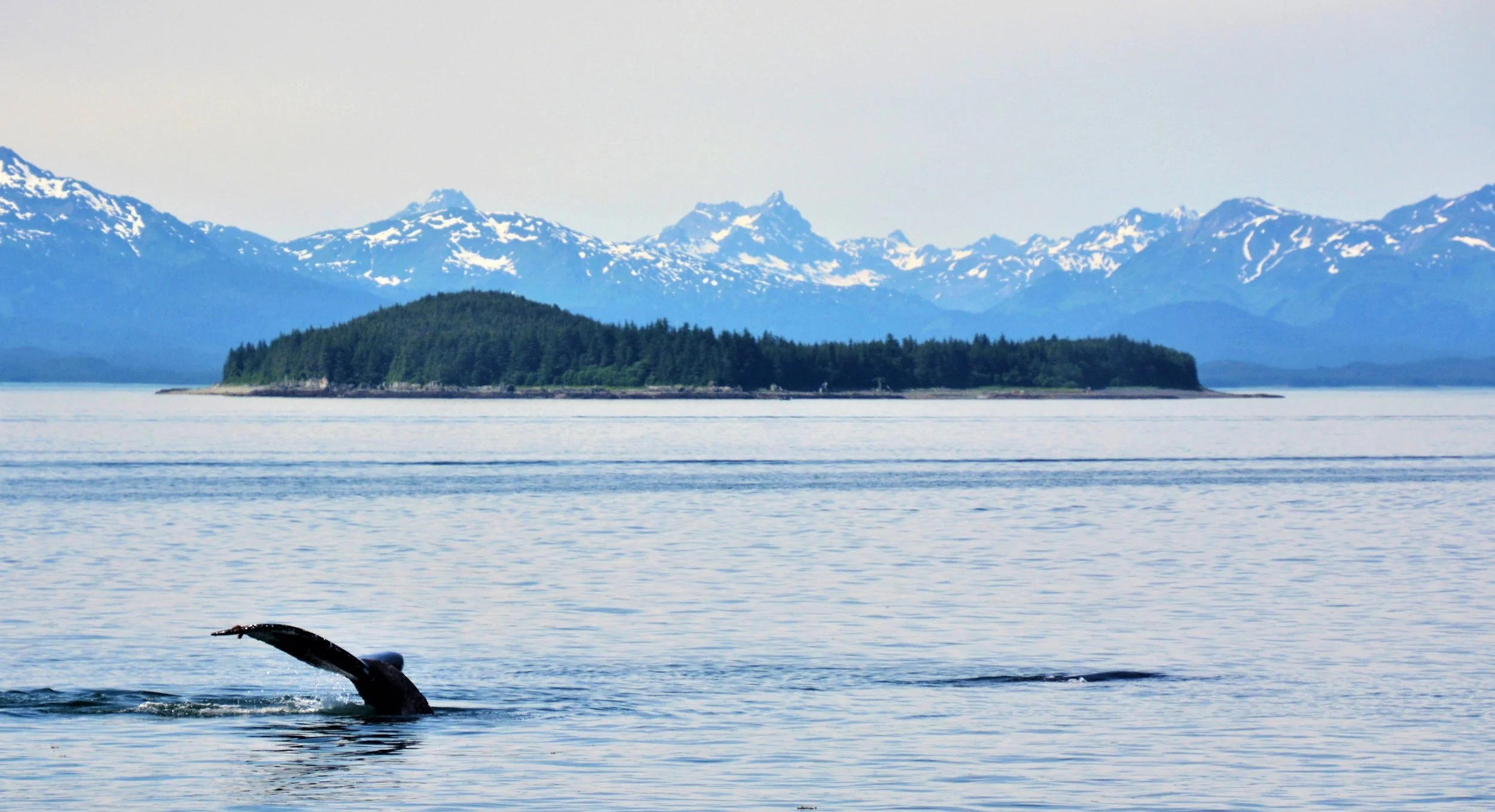  Humpback Whale - Juneau 