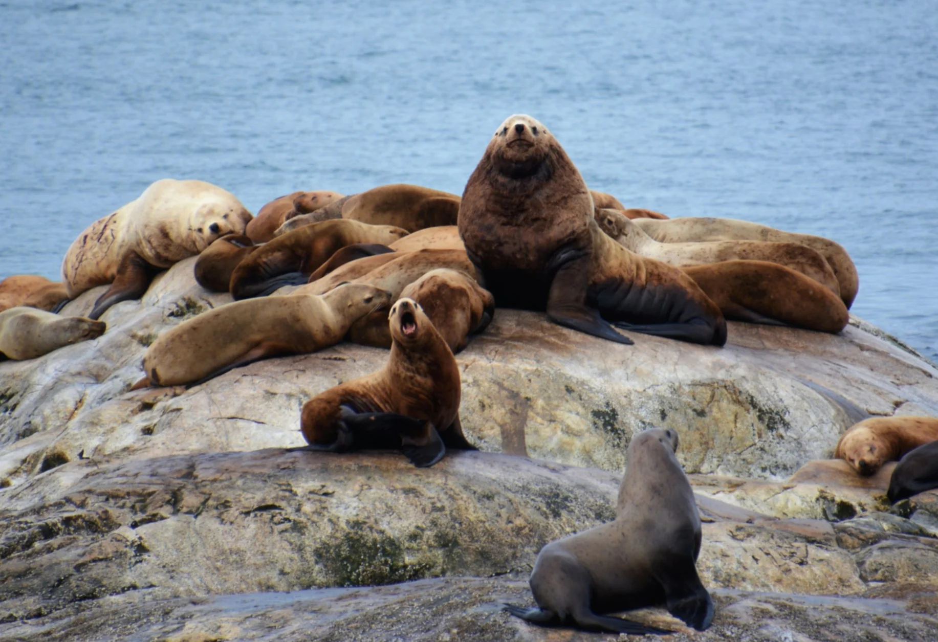  Sea Lions - Glacier Bay 