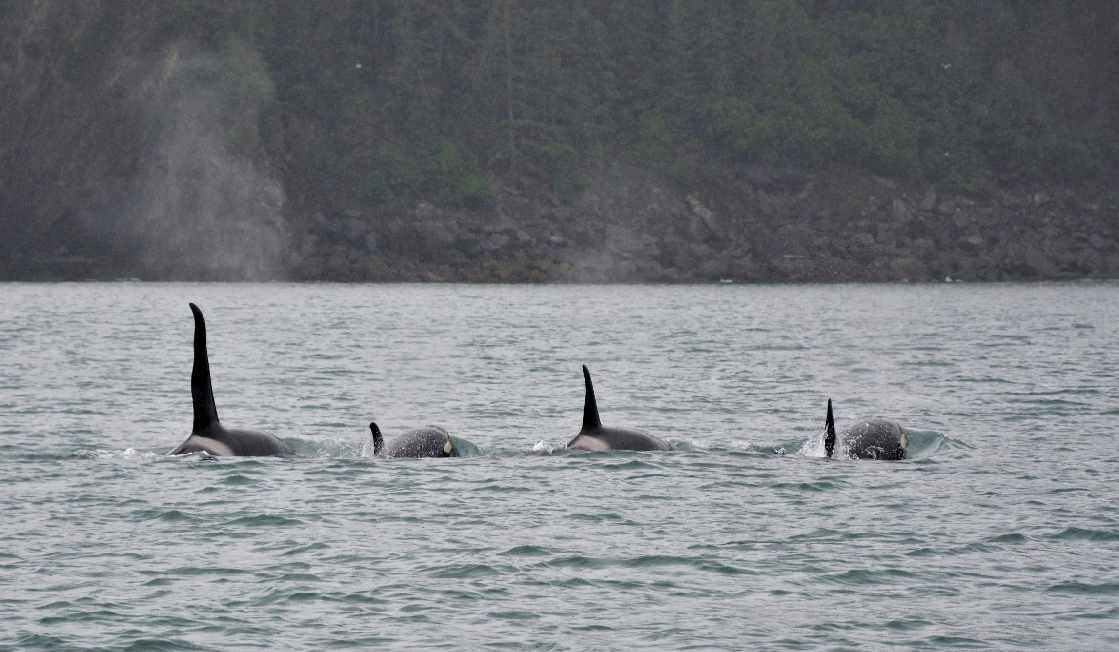  Orcas - Kenai Fjords 