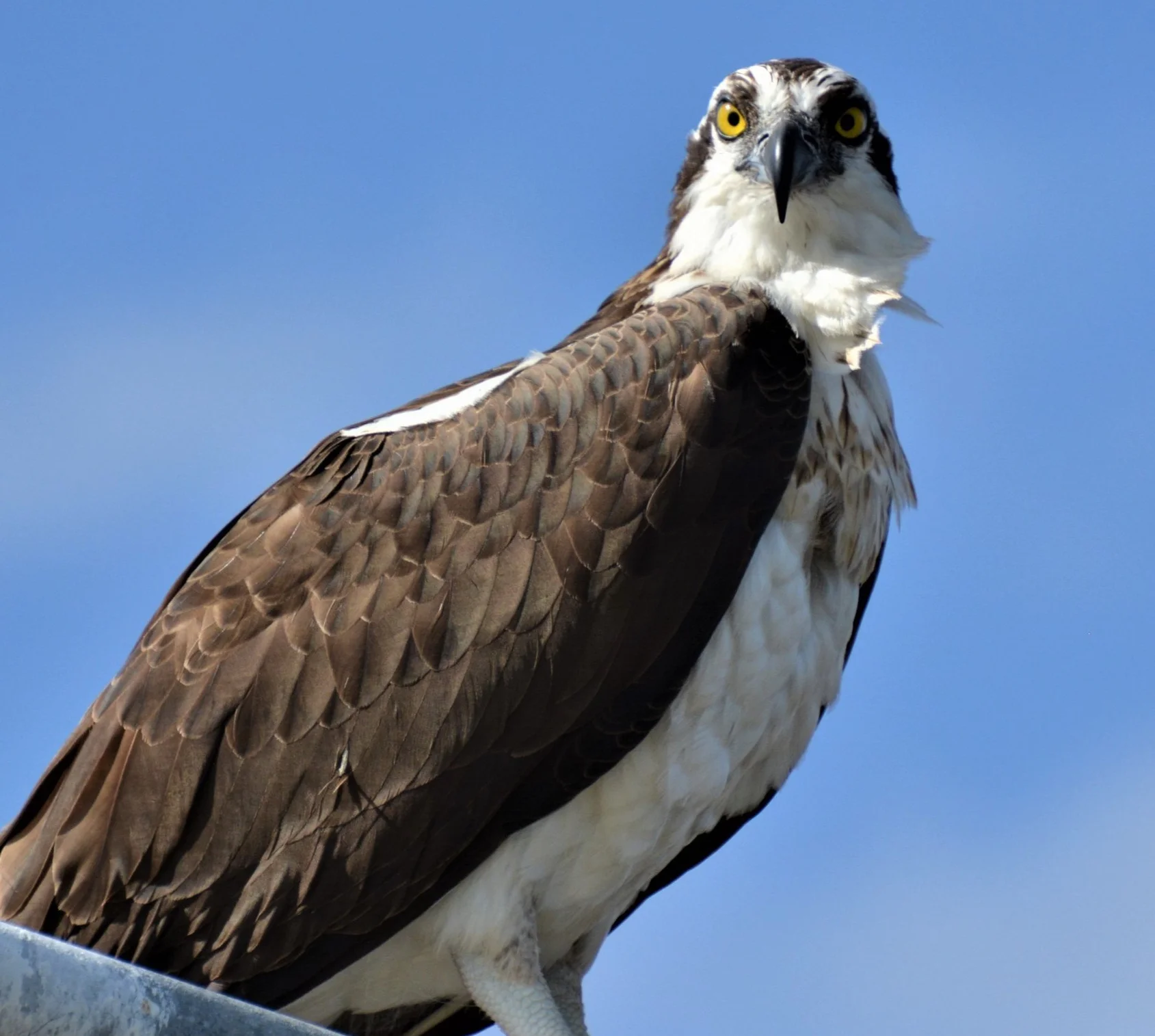  Osprey - Everglades 