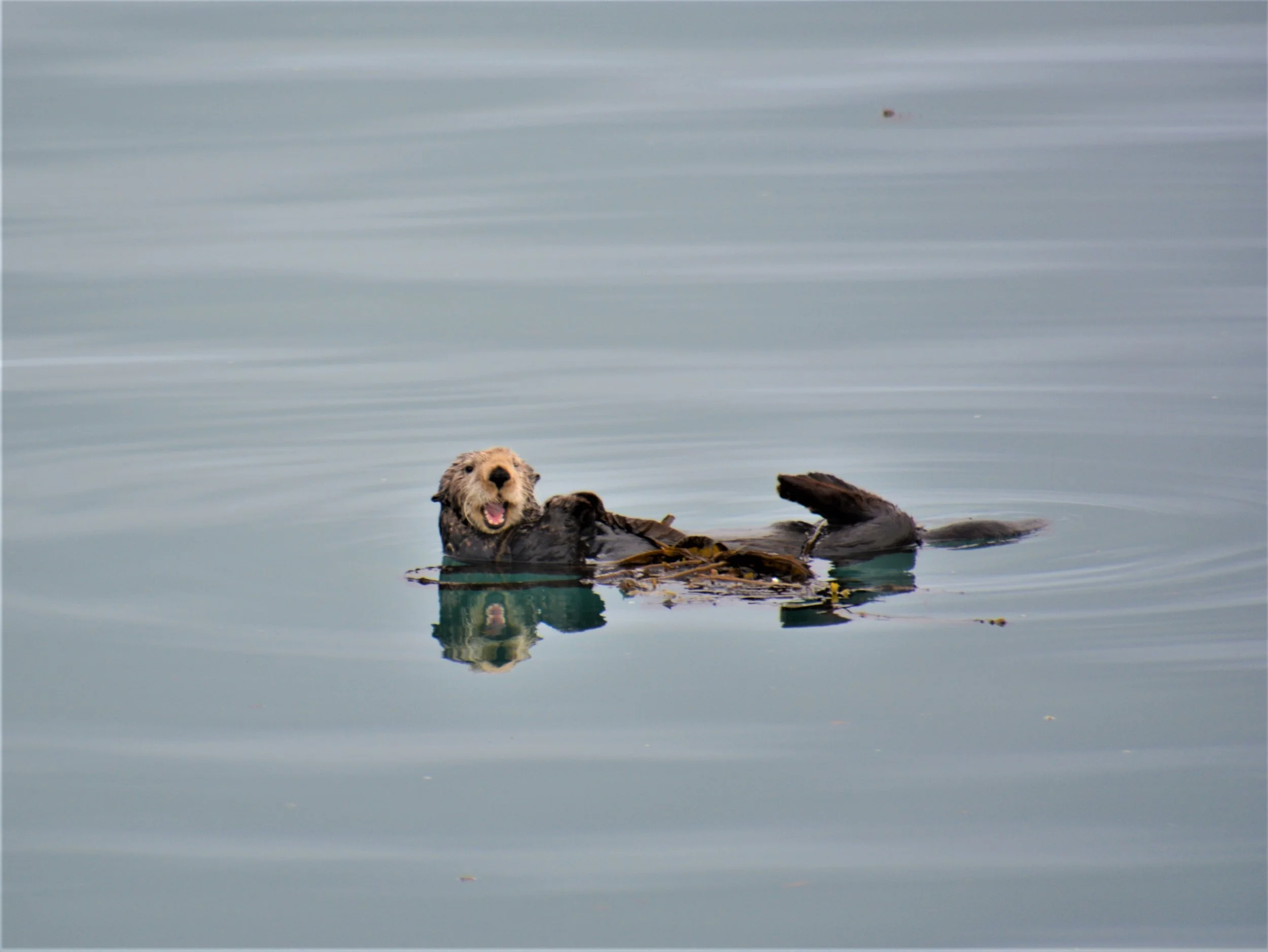 Sea Otter - Glacier Bay 