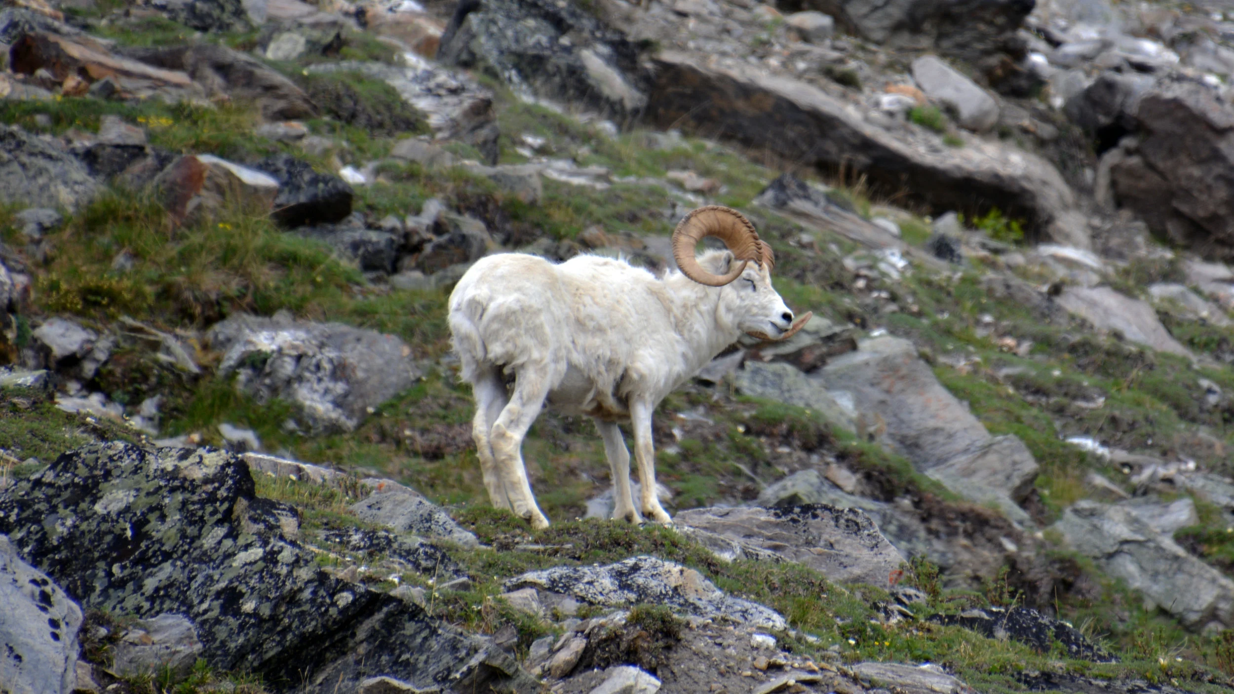  Dall Sheep - Denali 