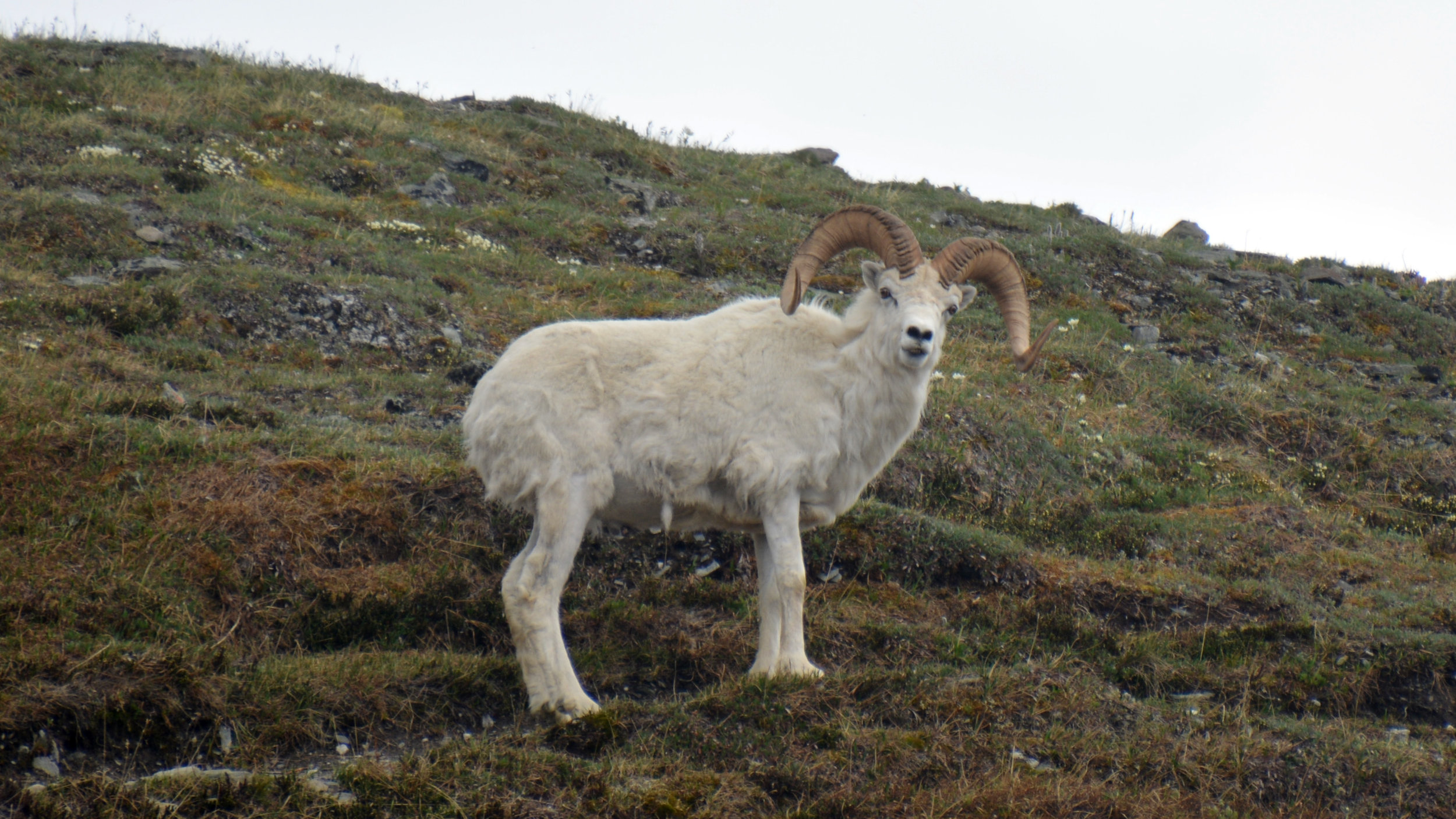  Dall Sheep - Denali 