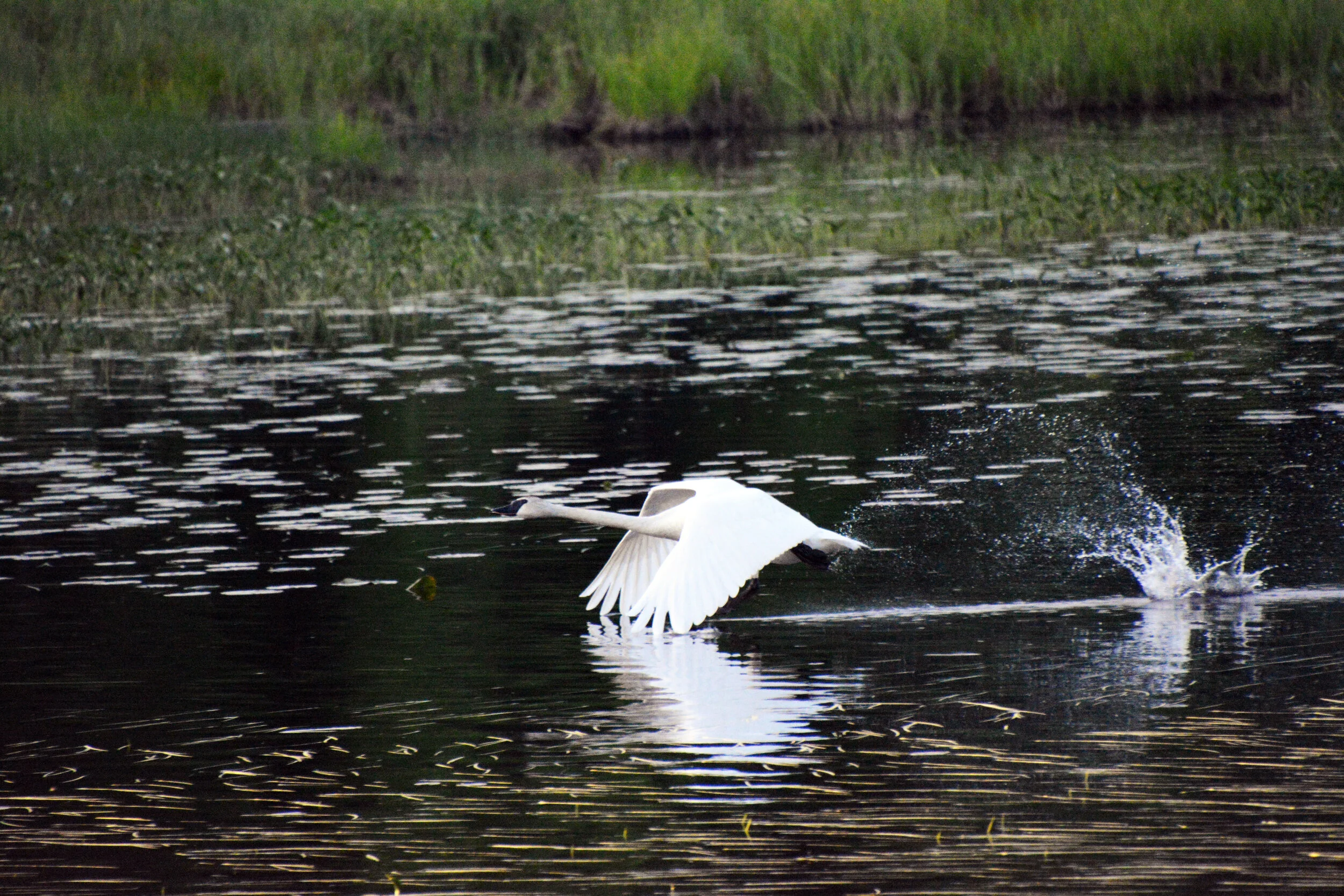  Trumpeter Swan - Boundary Waters 