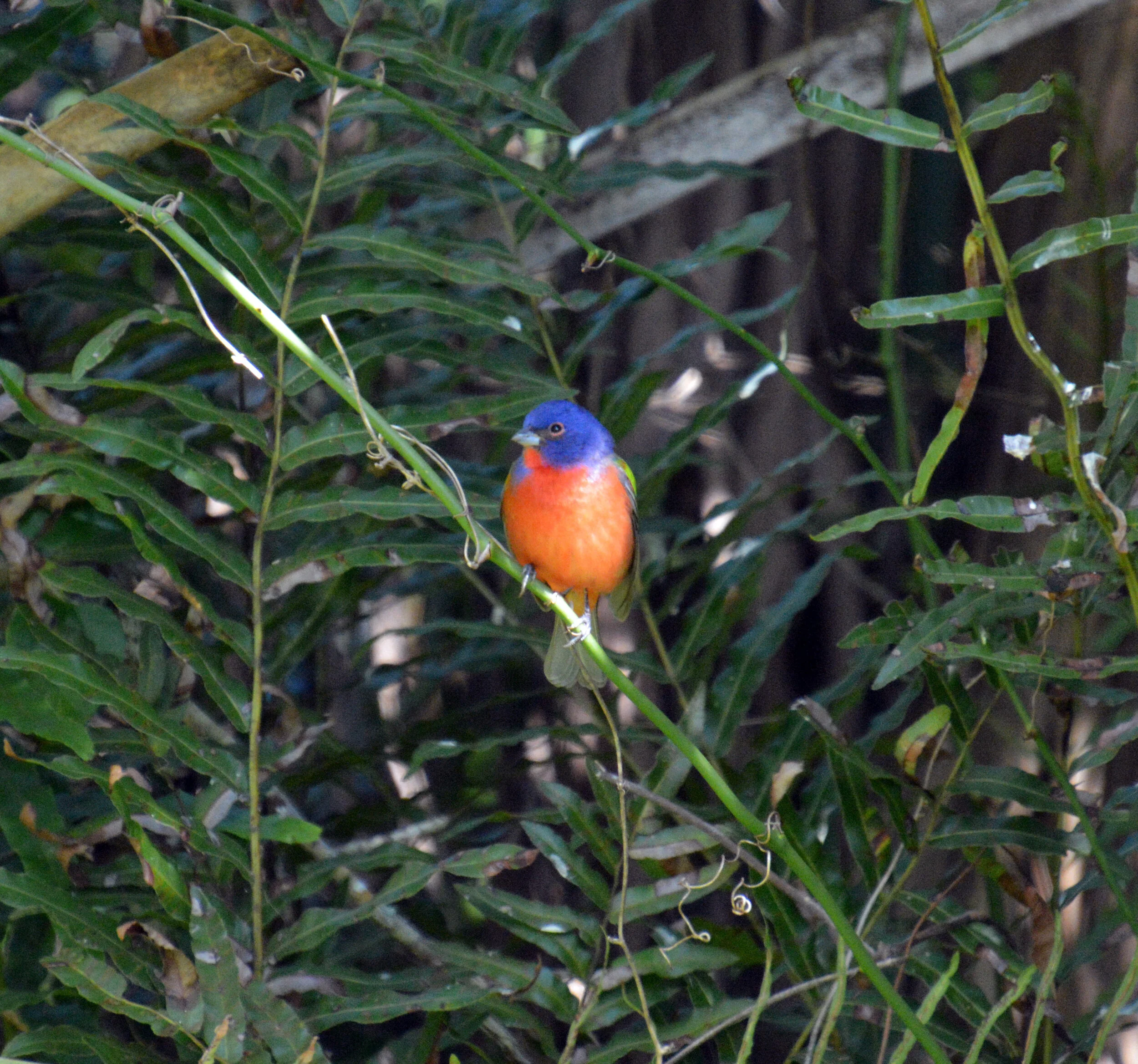  Painted Bunting - Florida 