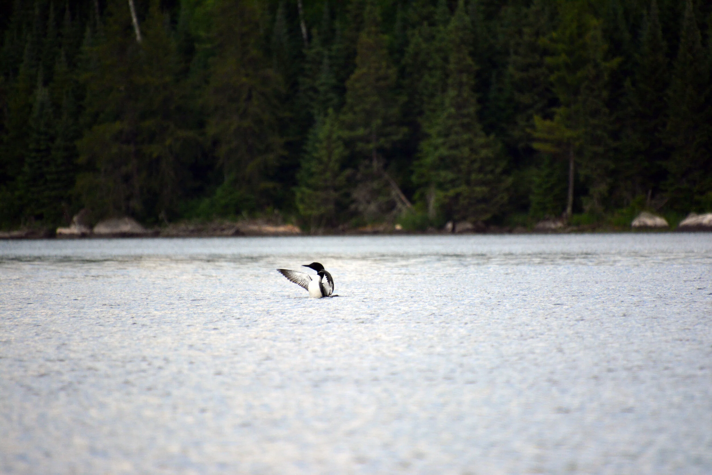  Loon - Boundary Waters 