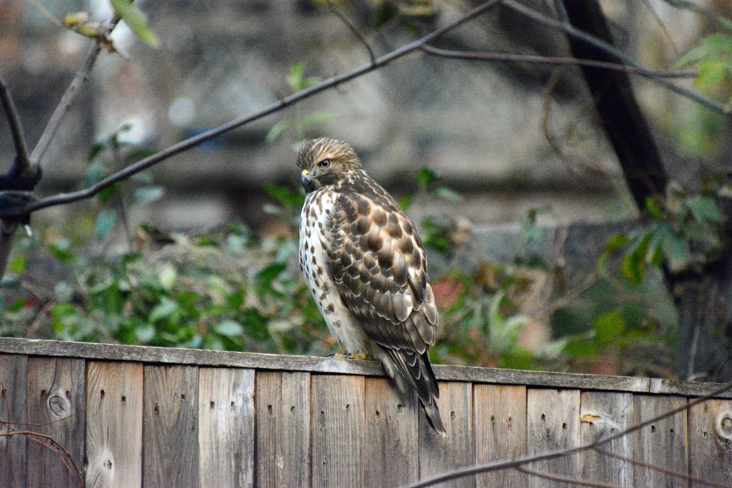  Red Shouldered Hawk - Hyattsville, Maryland 
