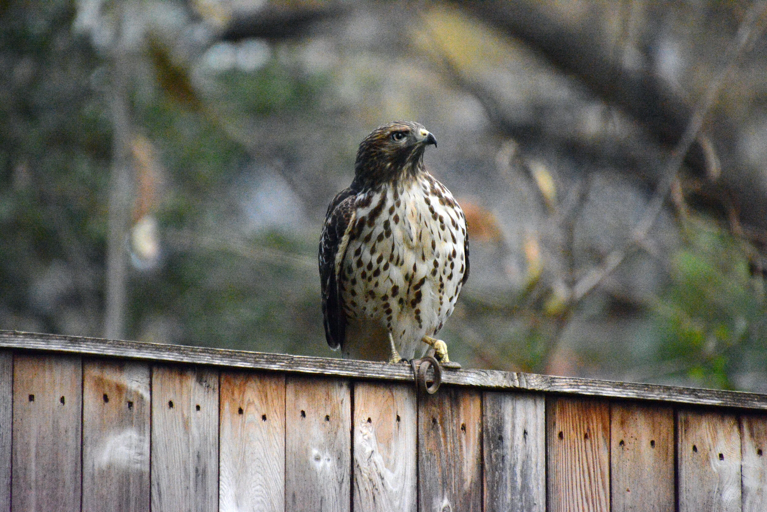  Red Shouldered Hawk - Hyattsville, Maryland 