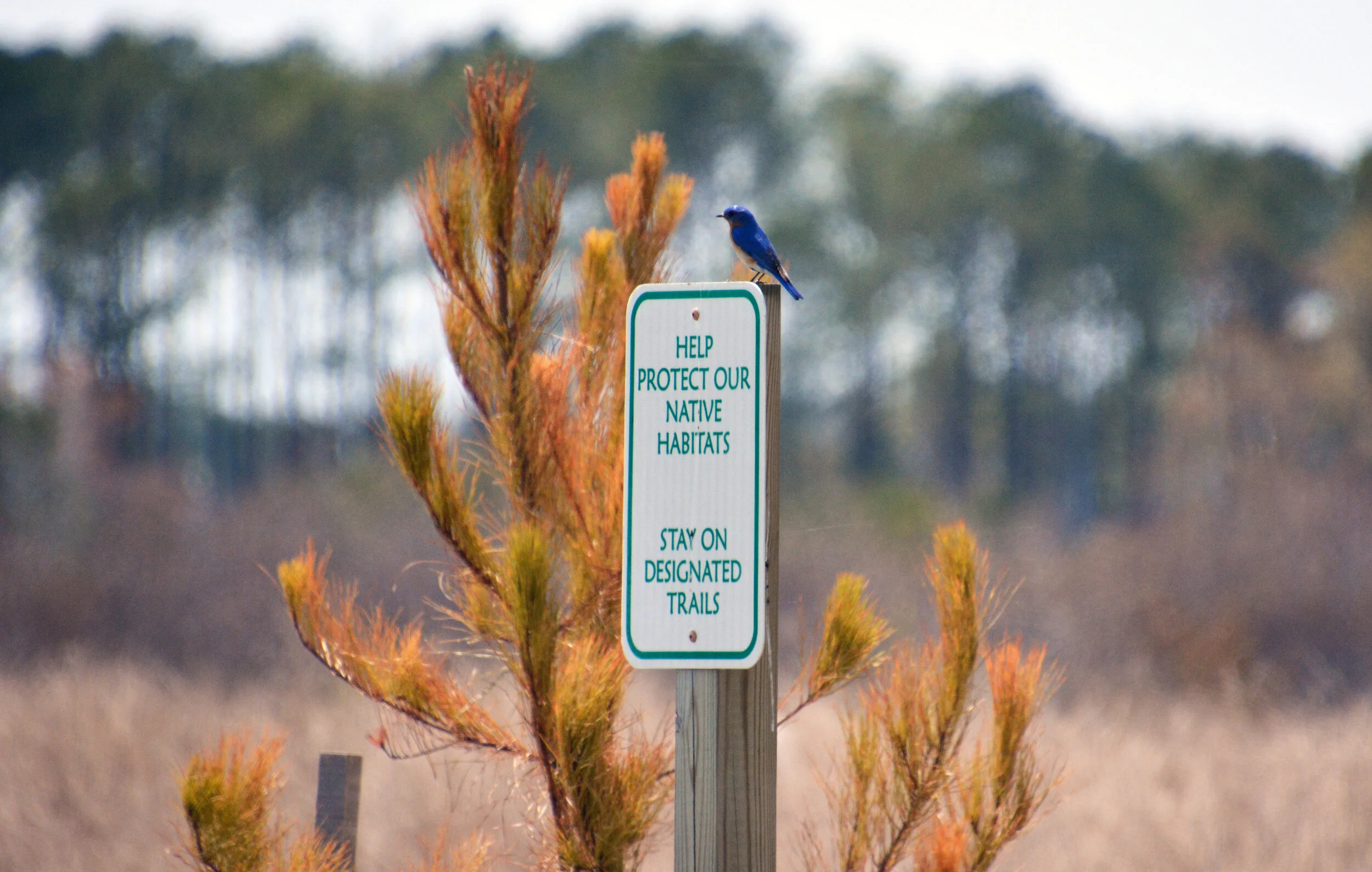  Bluebird - Cambridge, Maryland 