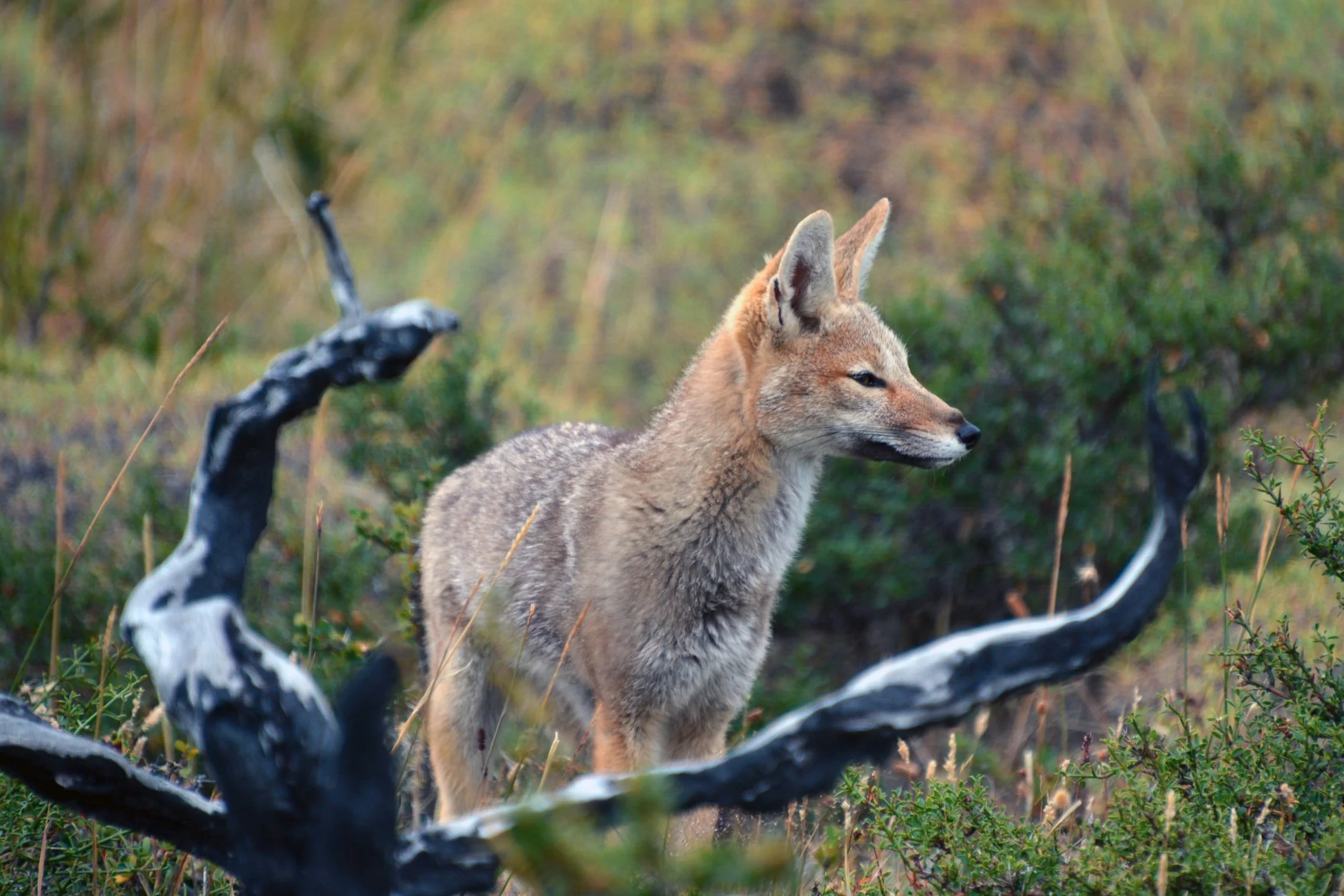 South American Gray Fox - Chile 
