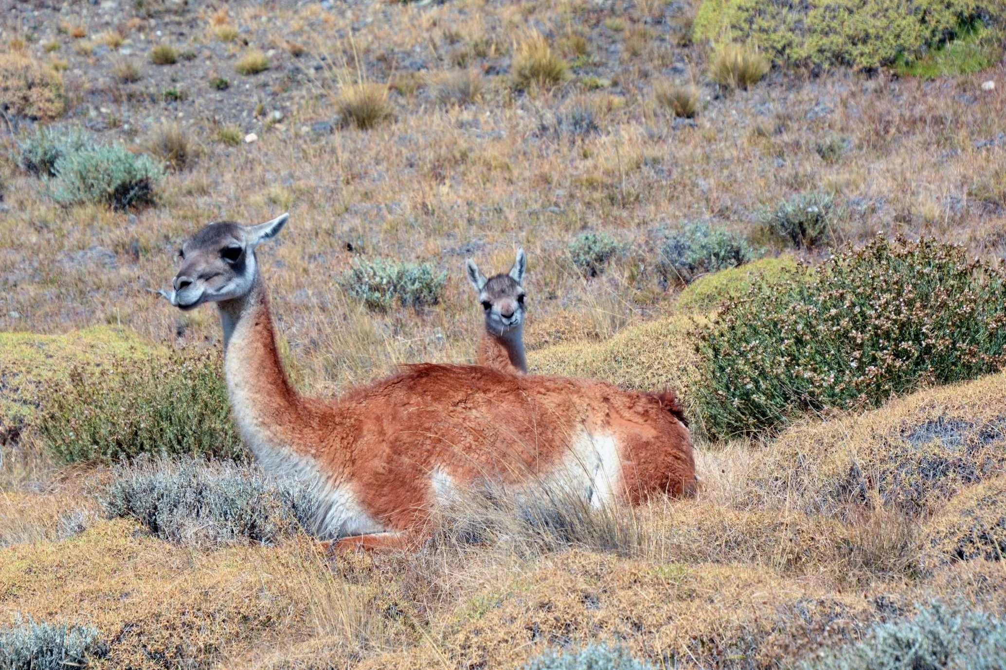  Guanacos - Chile 