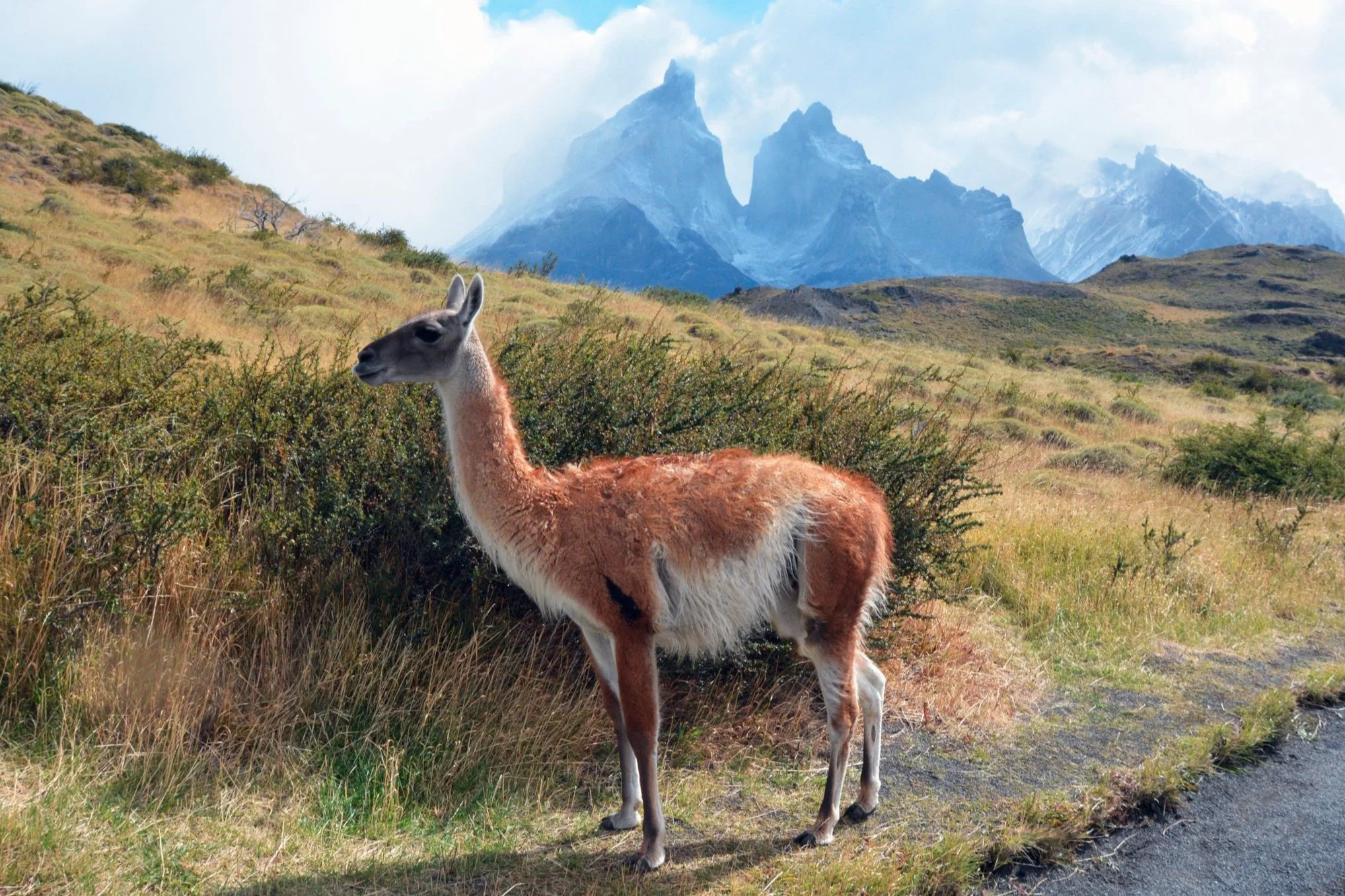 Guanaco - Chile 