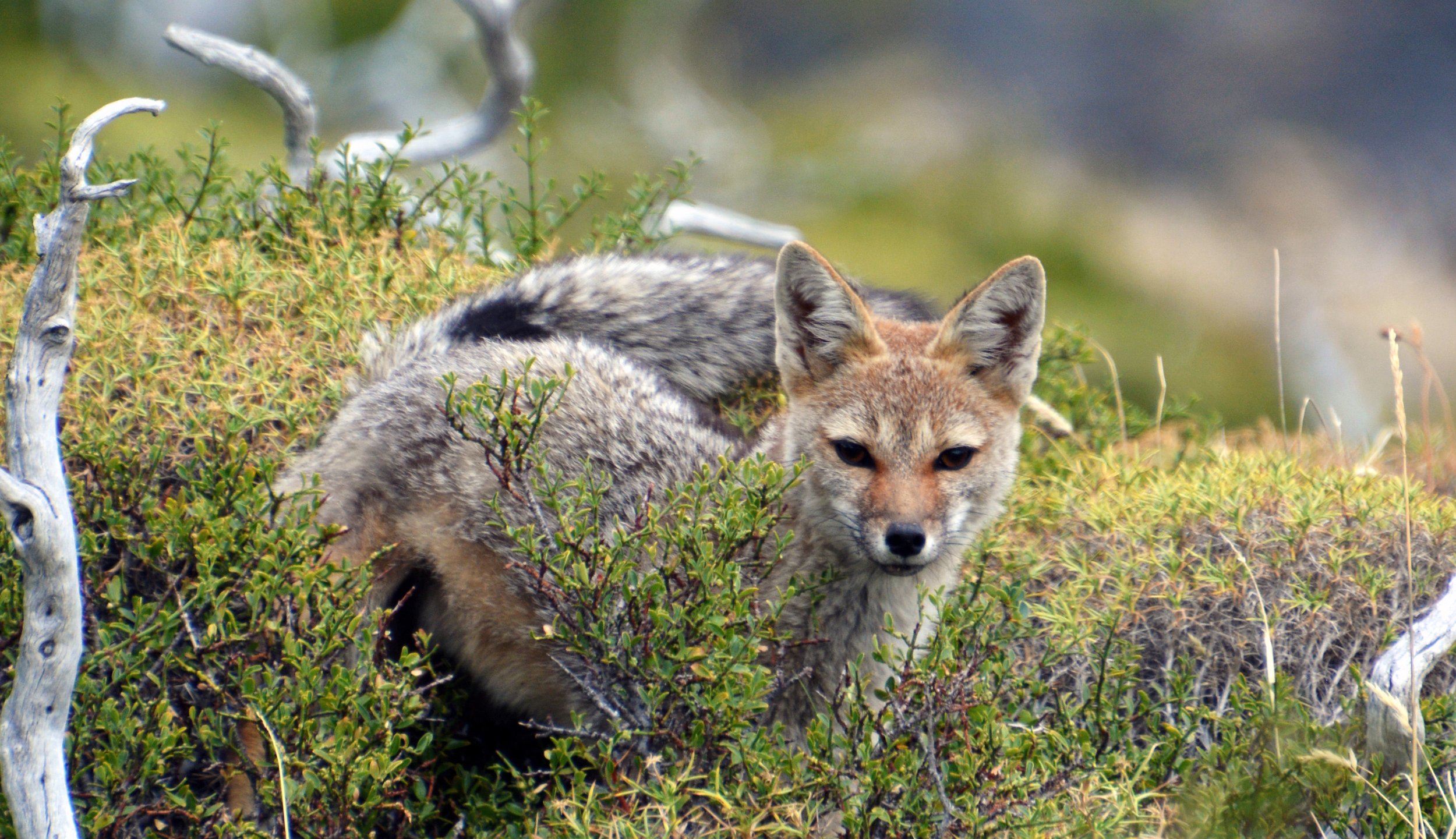  South American Gray Fox - Chile 