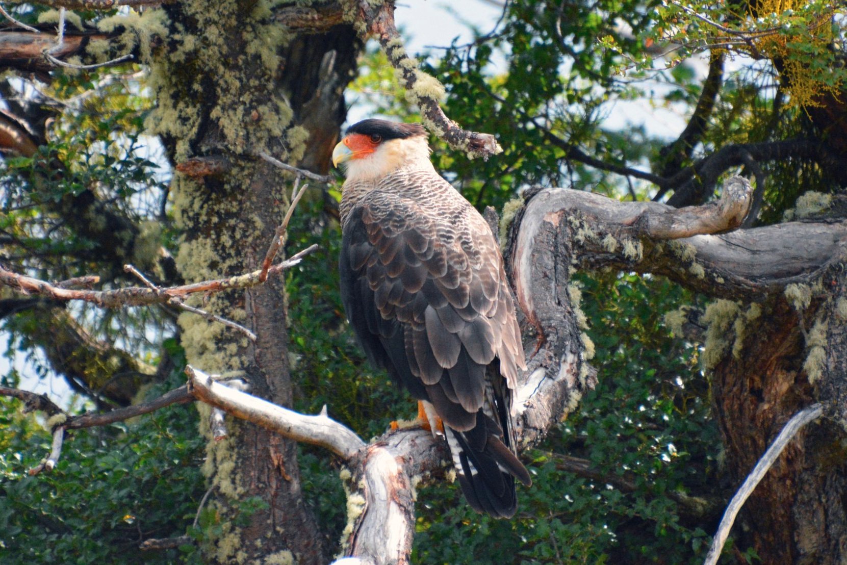  Caracara - Chile 