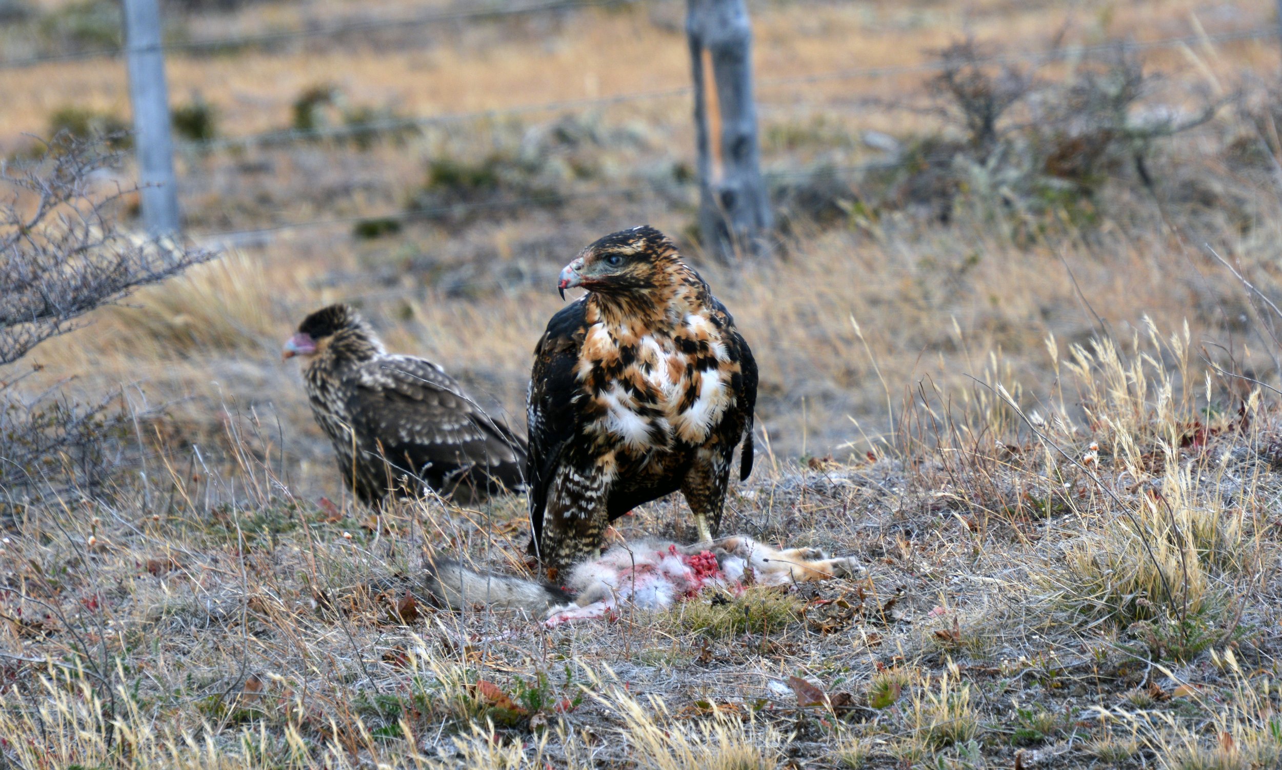  Birds of Prey - Chile 