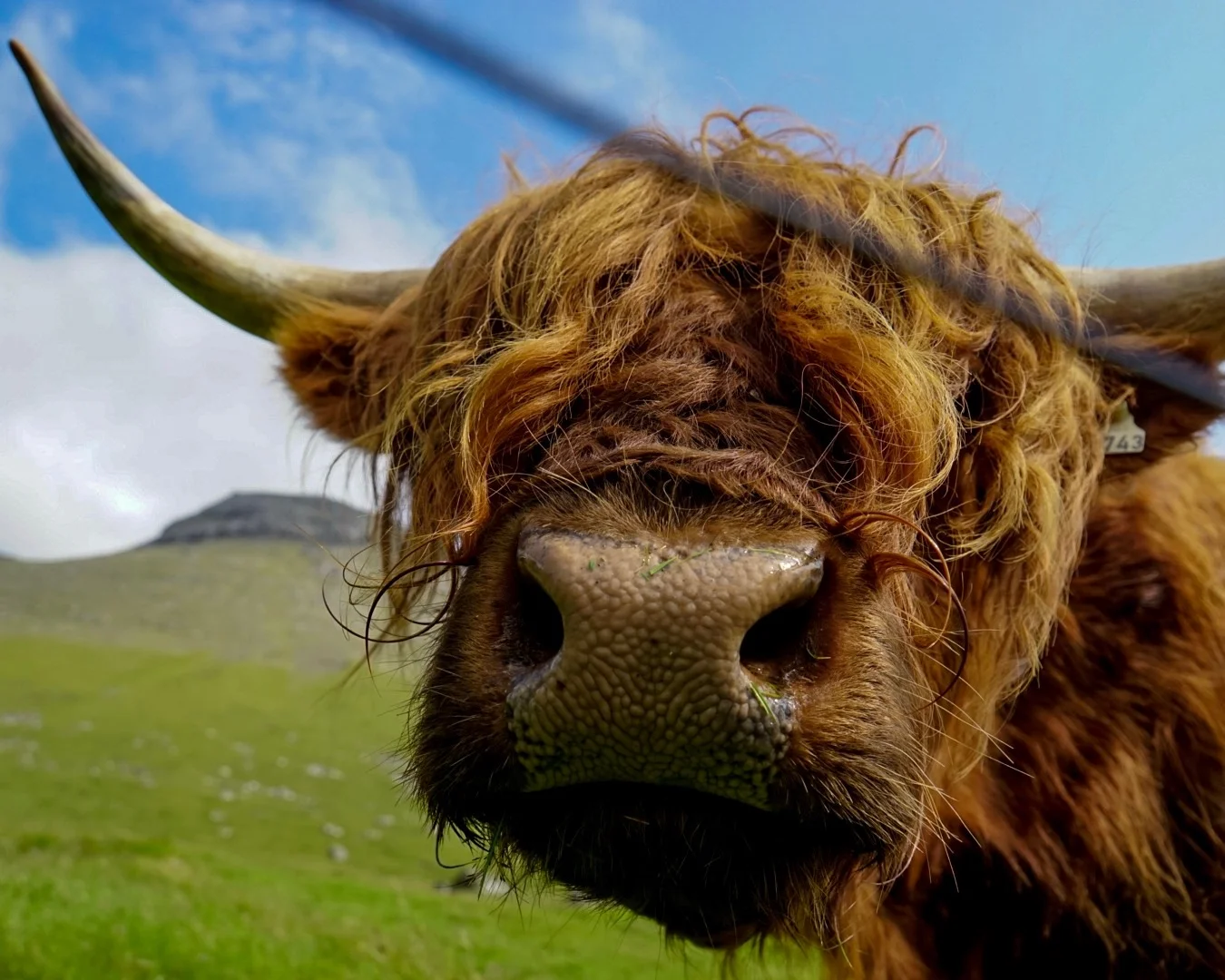 Highland Cattle