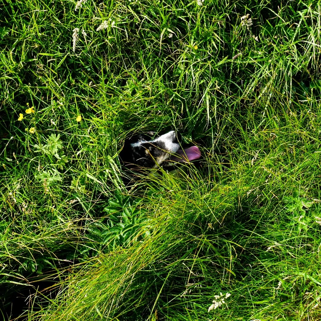 Dog Head in the Grass
