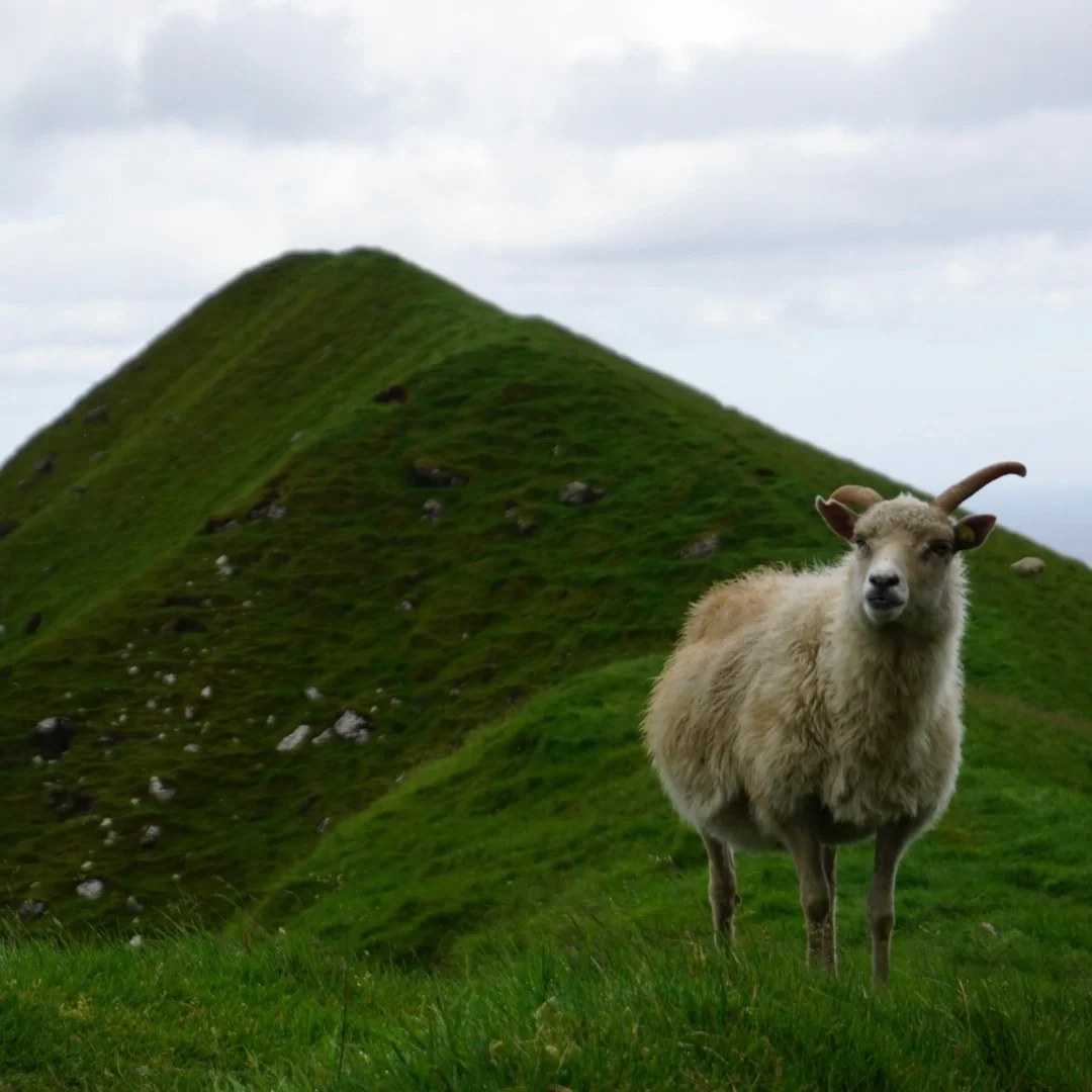 Faroes Ram at Kallur