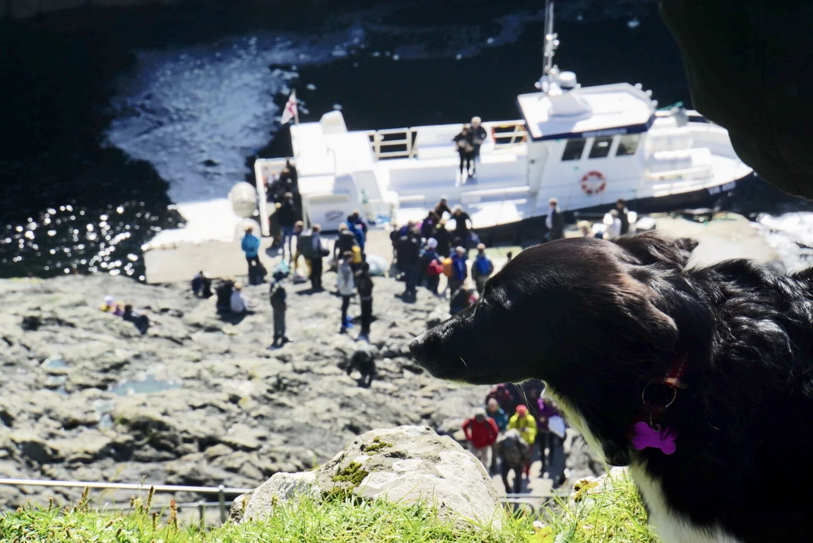 Mykines guardian dog with the ferry in the background