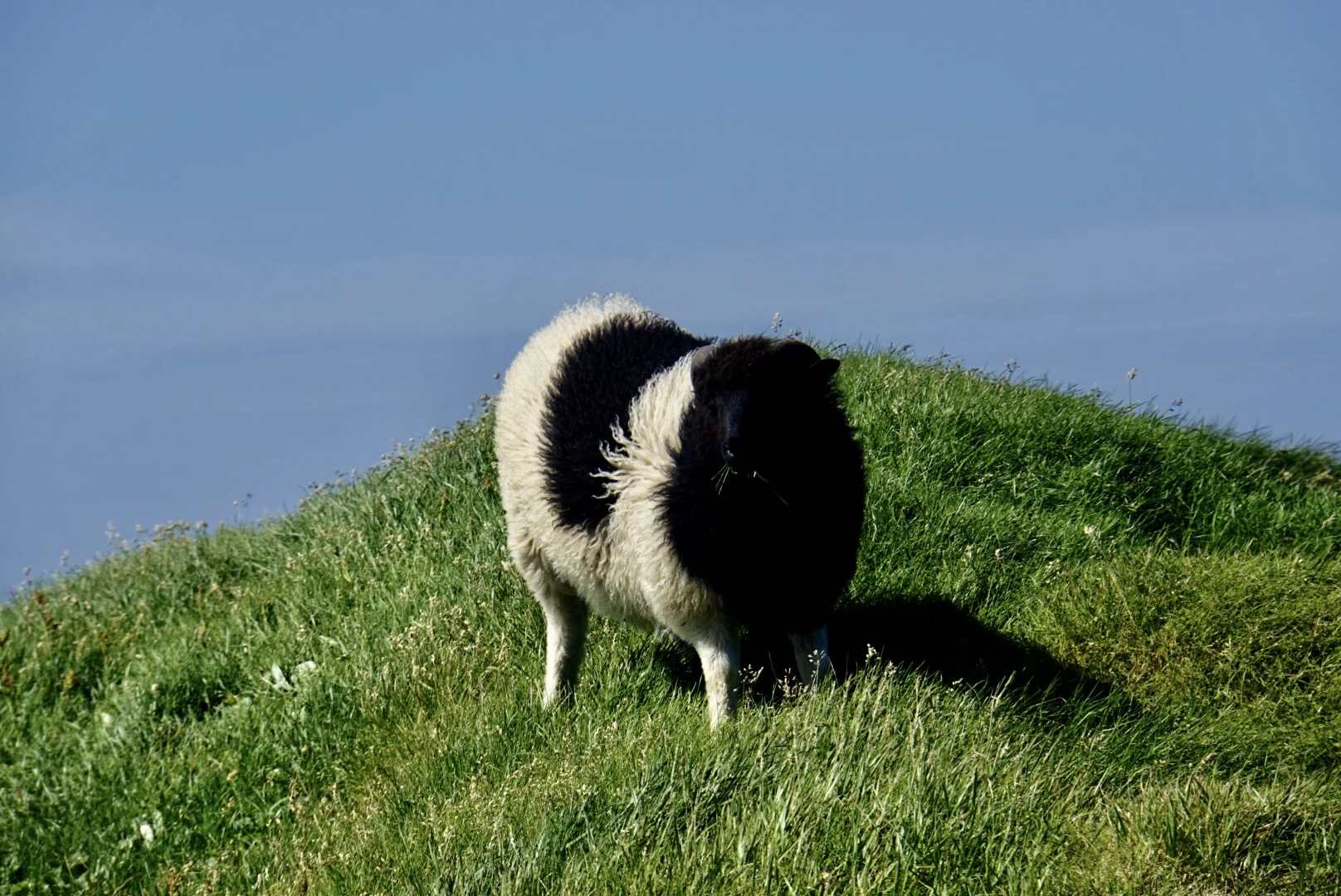 Just like everywhere in the Faroes, sheep rule the world.